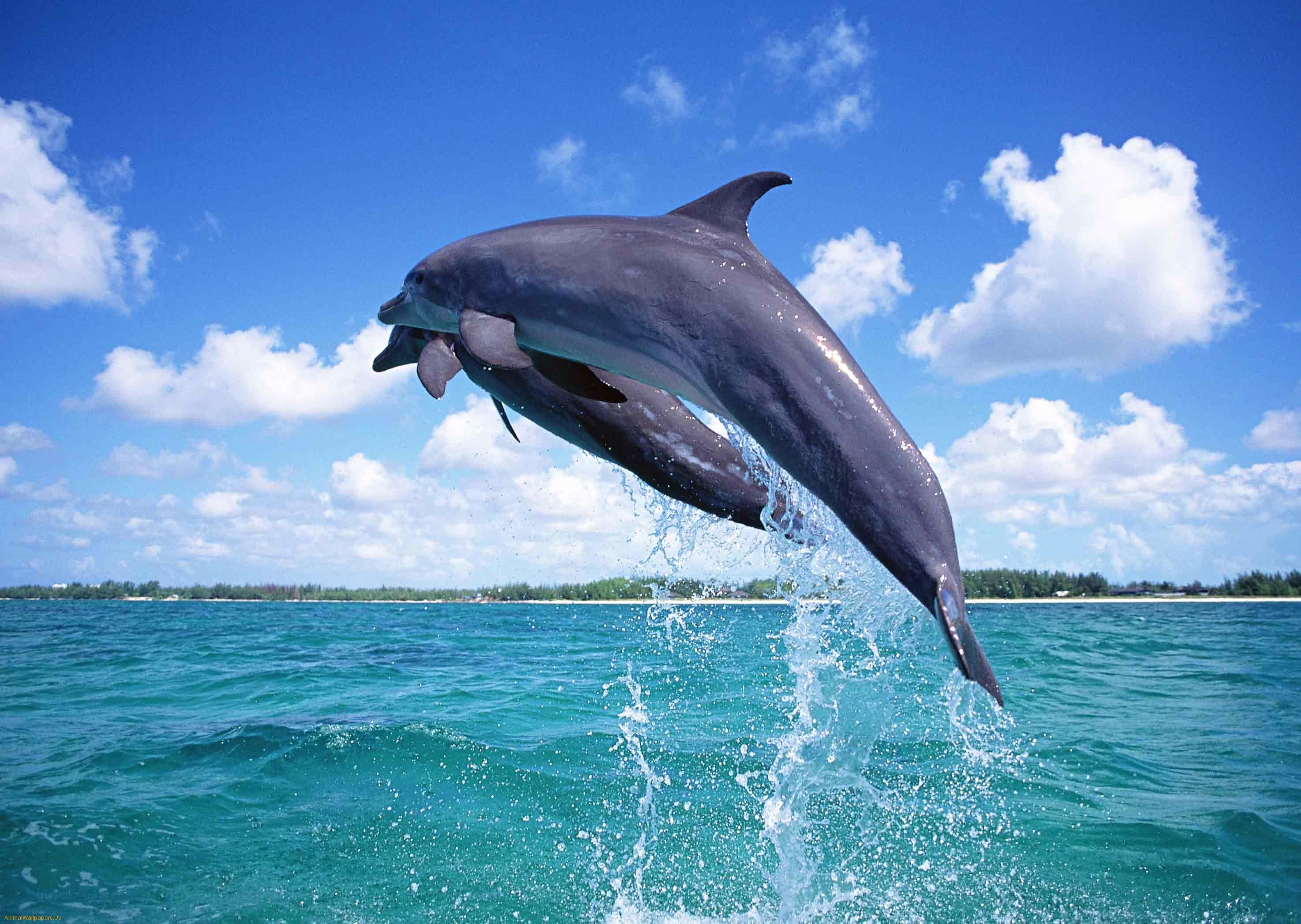 Дельфины живут в море. Дельфин-Афалина. Морской Дельфин. Дельфины в море. Дельфин в море.