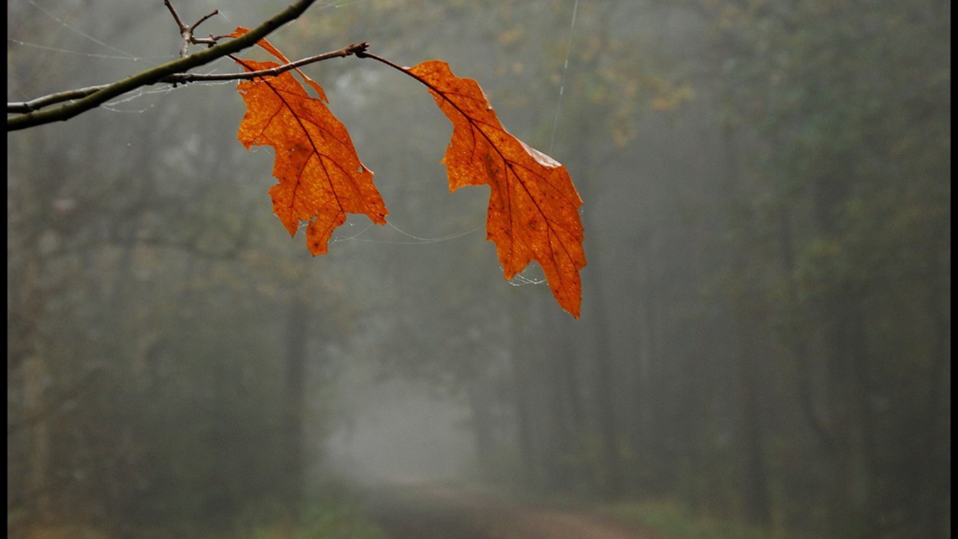 Oak leaves, Autumn foliage, Fog, Spiderweb, Close-up, 1920x1080, PC wallpaper