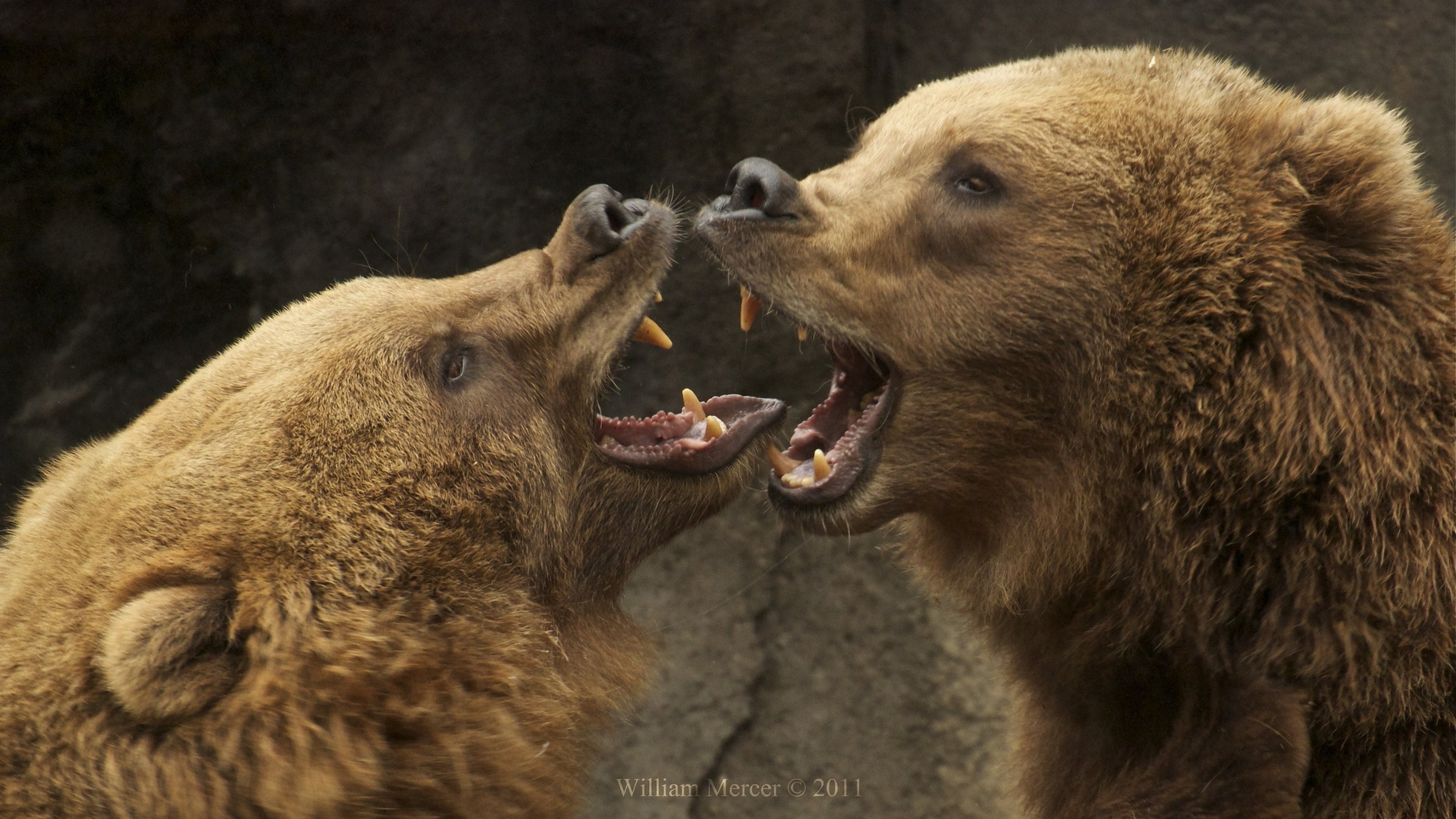 Разъярил медведя. Медведь Гризли злой. Бурый медведь против Гризли. Медведица Гризли. Оскал медведя.