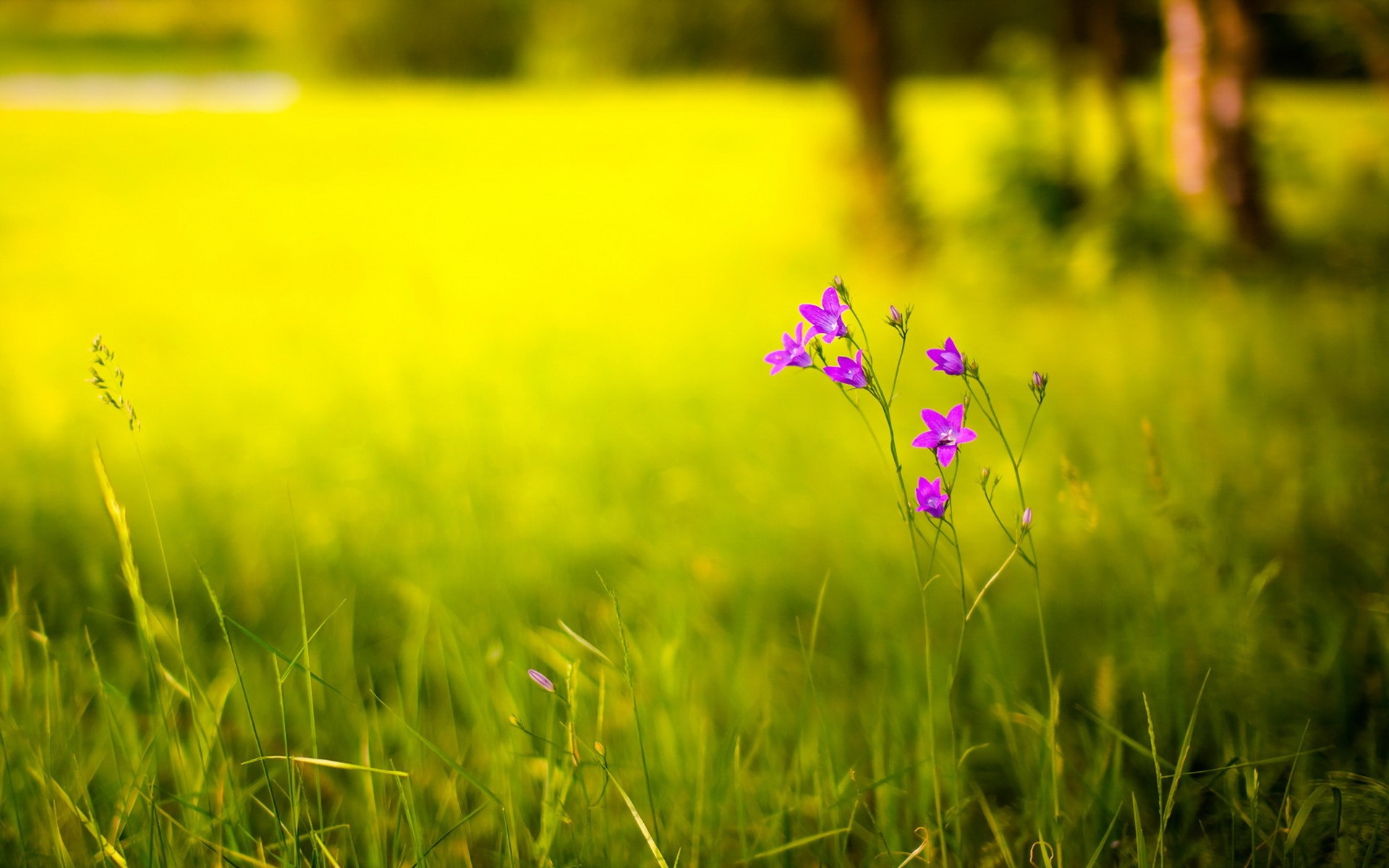  Blur  background   Download free stunning full HD  