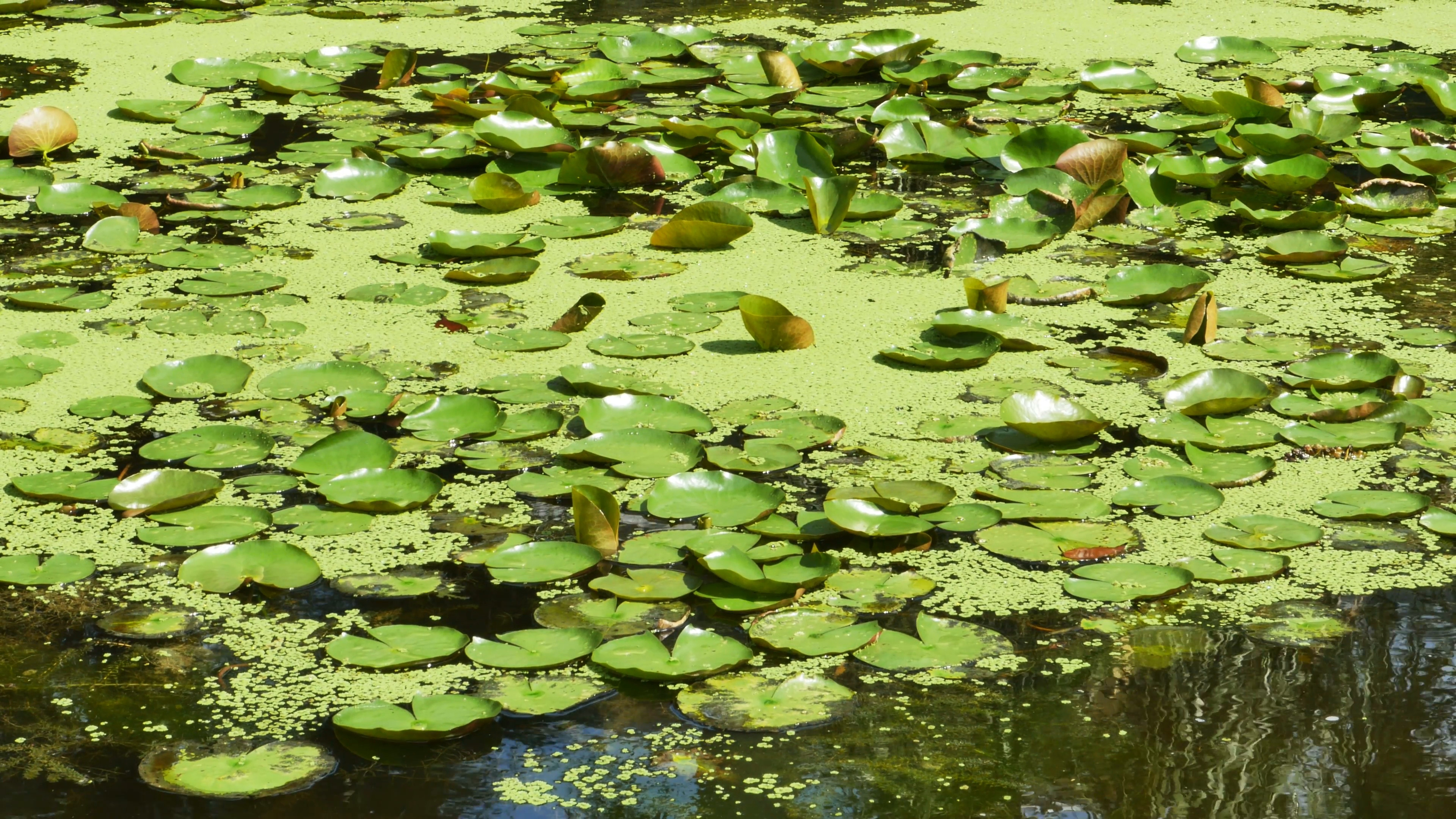 Lily Pad Background Wallpapertag Images, Photos, Reviews