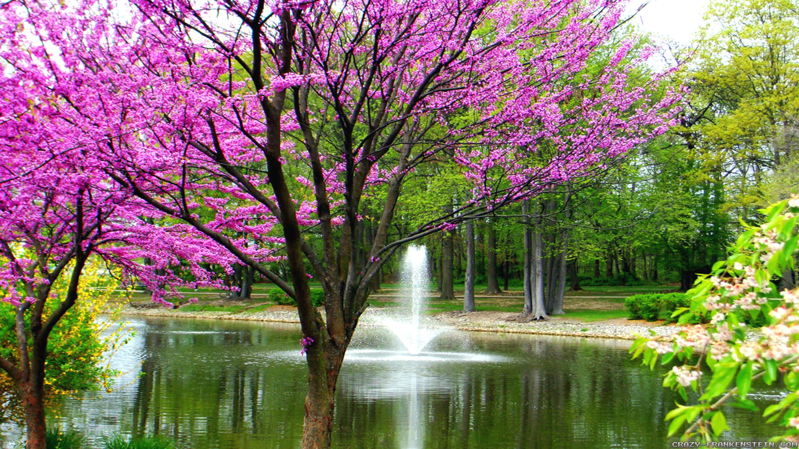 Самые красивые картинки весны. Цветущие деревья. Весенний пейзаж.