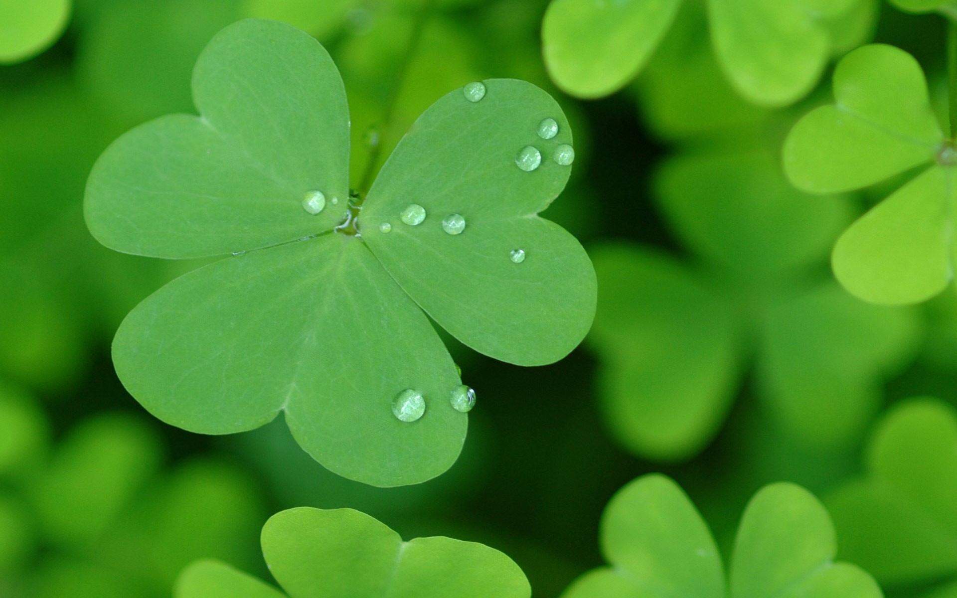 St Patricks Day wallpaper 183 Download free amazing HD wallpapers for 