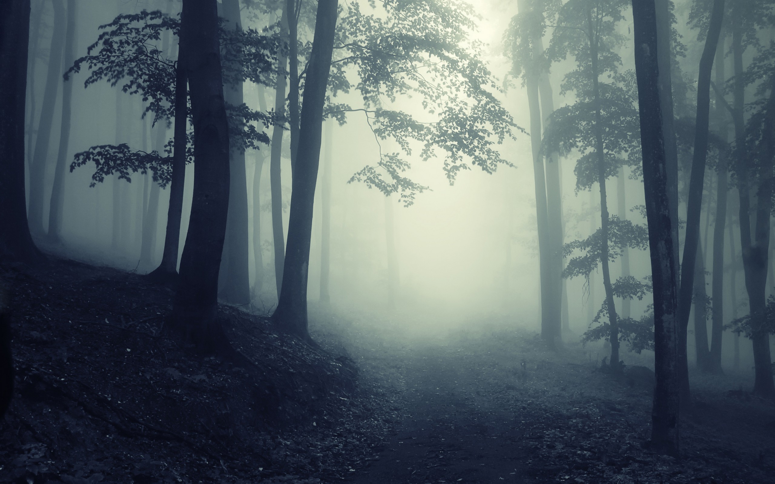 Dark Forest wallpaper ·① Download free HD backgrounds for desktop