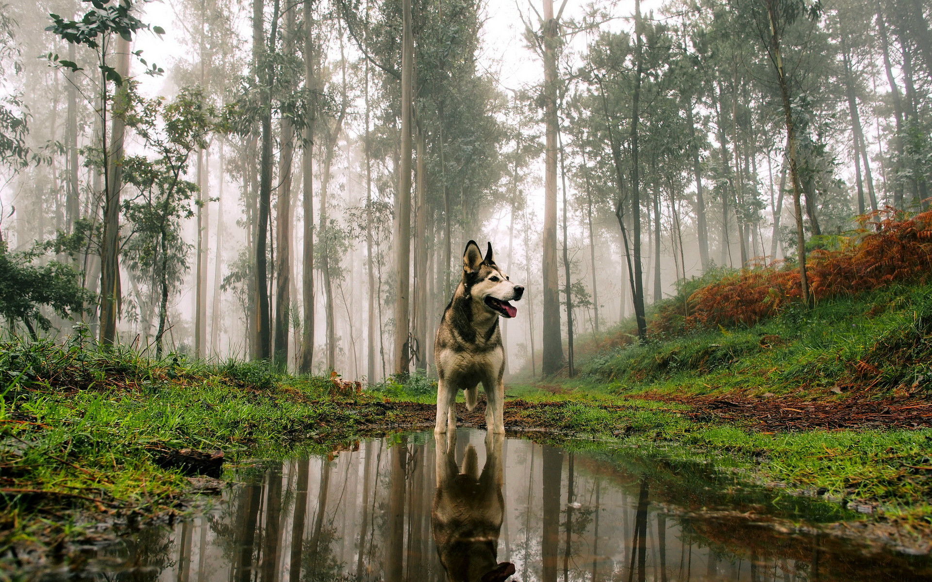 Dog Desktop Backgrounds WallpaperTag Dog Desktop Backgrounds WallpaperTag