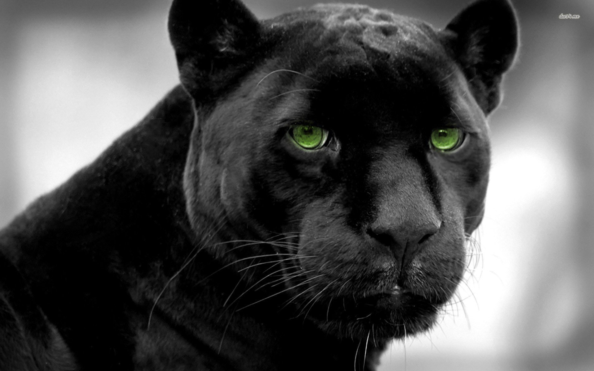  Black  Panther  wallpaper    Download  free  amazing HD 