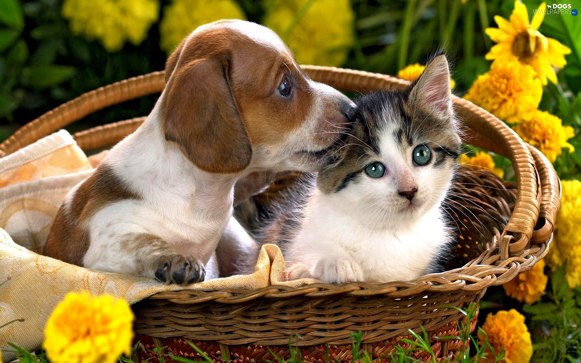 Cats and Dogs Wallpaper ·① WallpaperTag