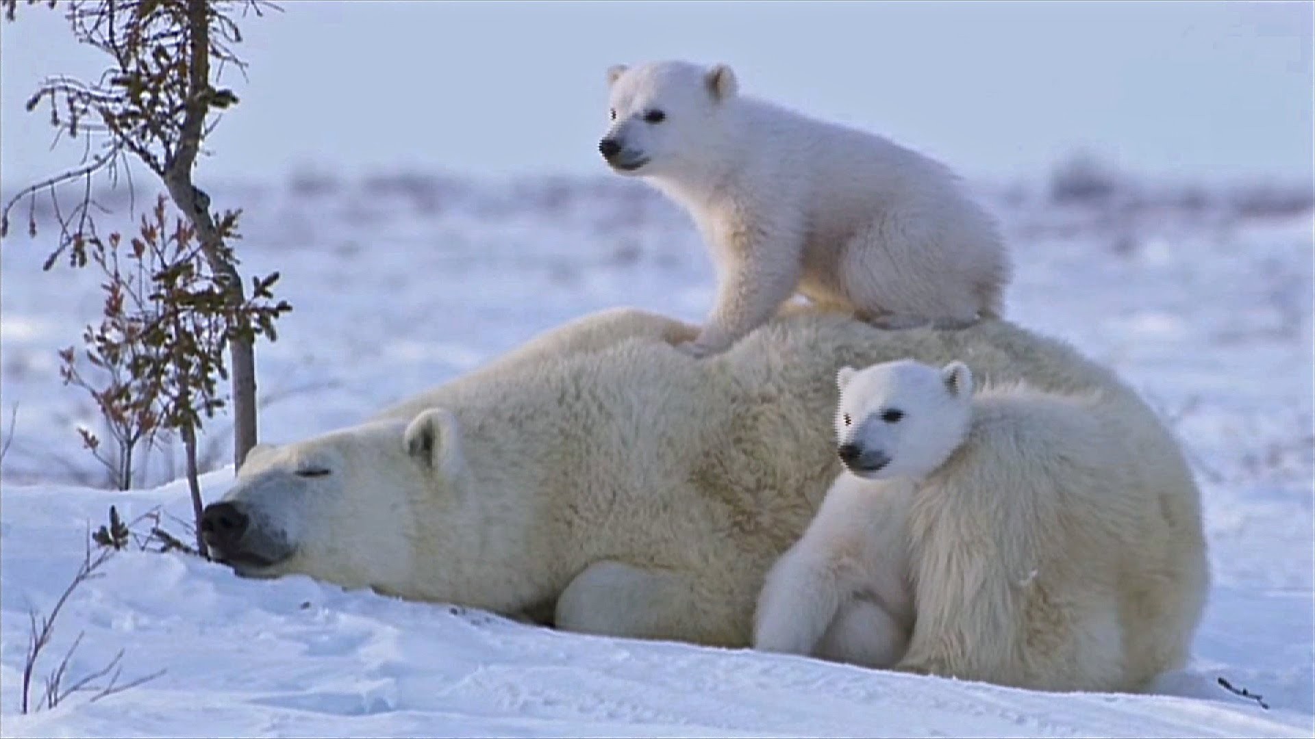 Baby Polar  Bear  Wallpaper    WallpaperTag