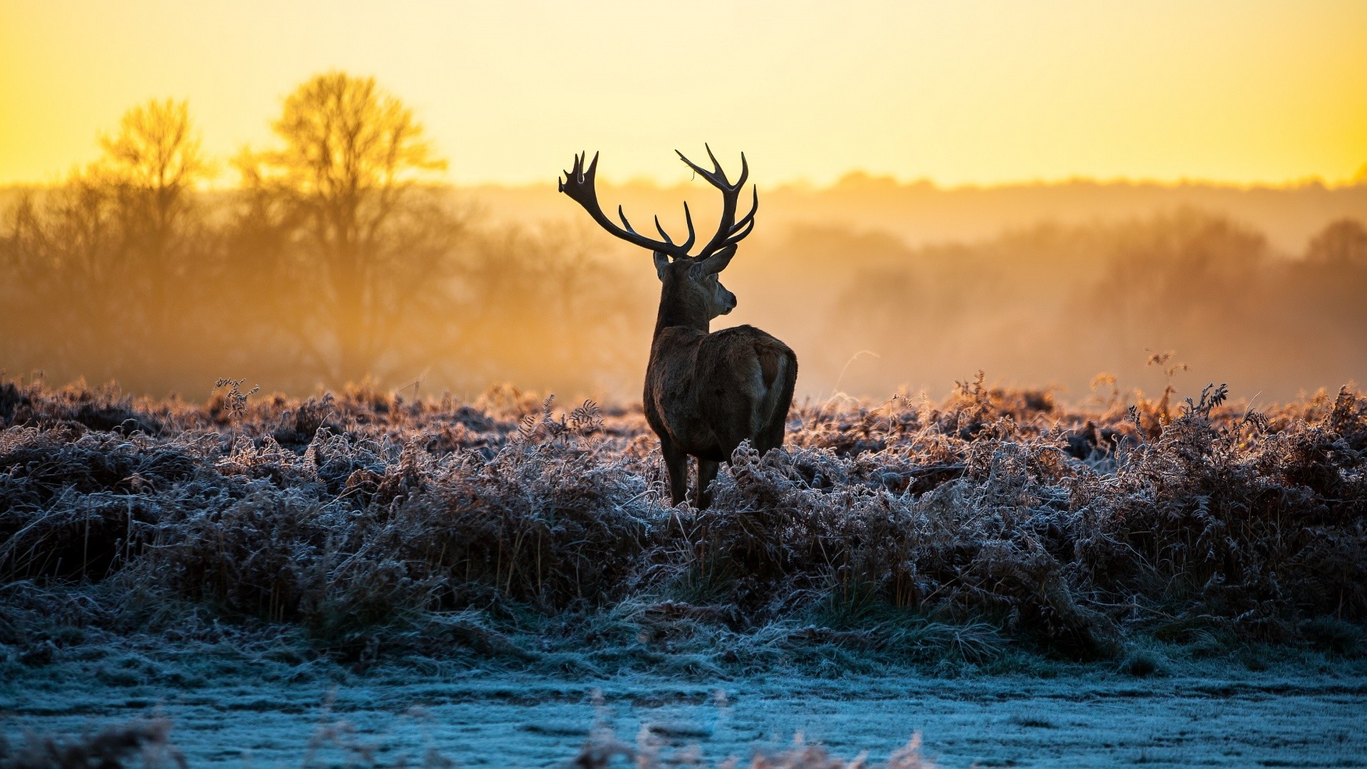 Whitetail Deer  Wallpaper    WallpaperTag