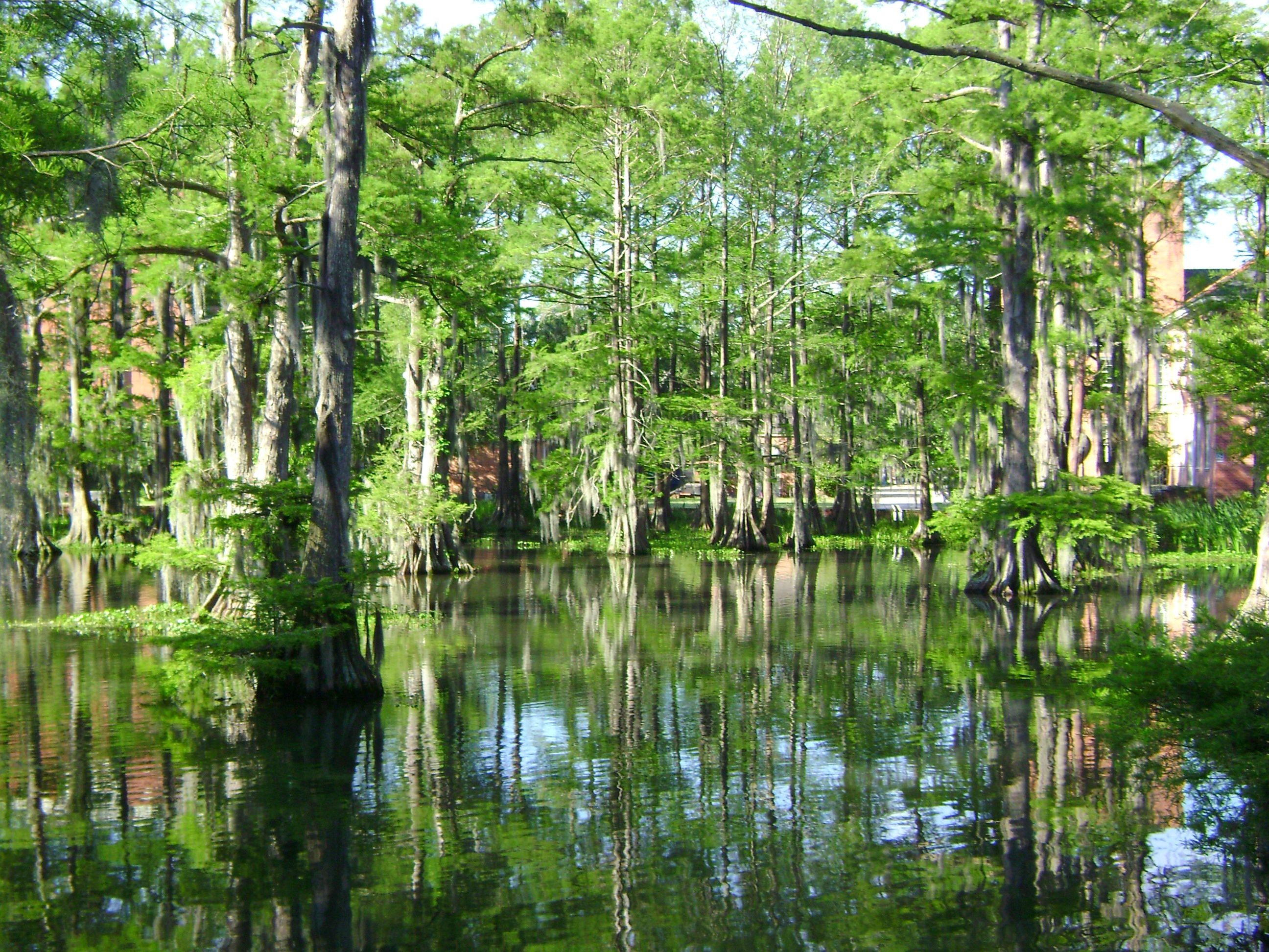 Cypress swamp, Bayou, Reflection, Green trees, wallpaper for iPad and tablet