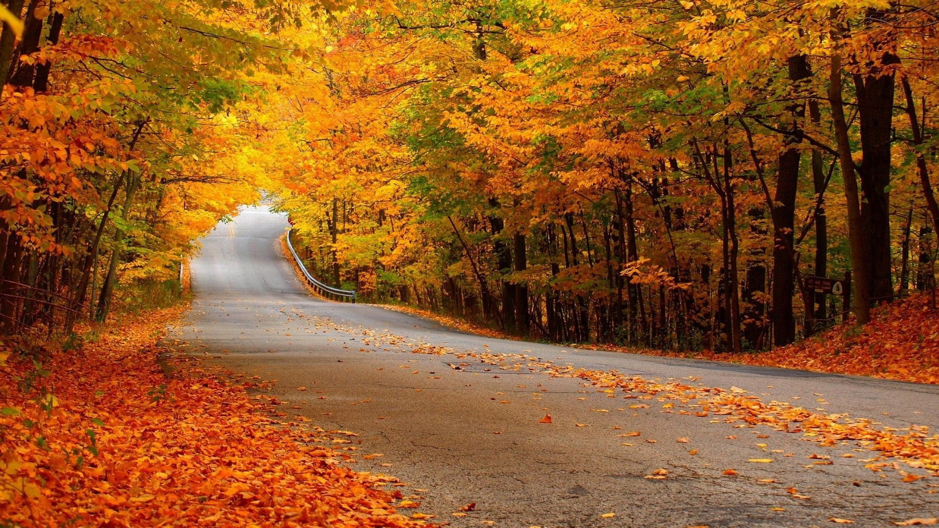 Country road, Autumn forest, Golden trees, Fallen leaves, 1920x1080, desktop background