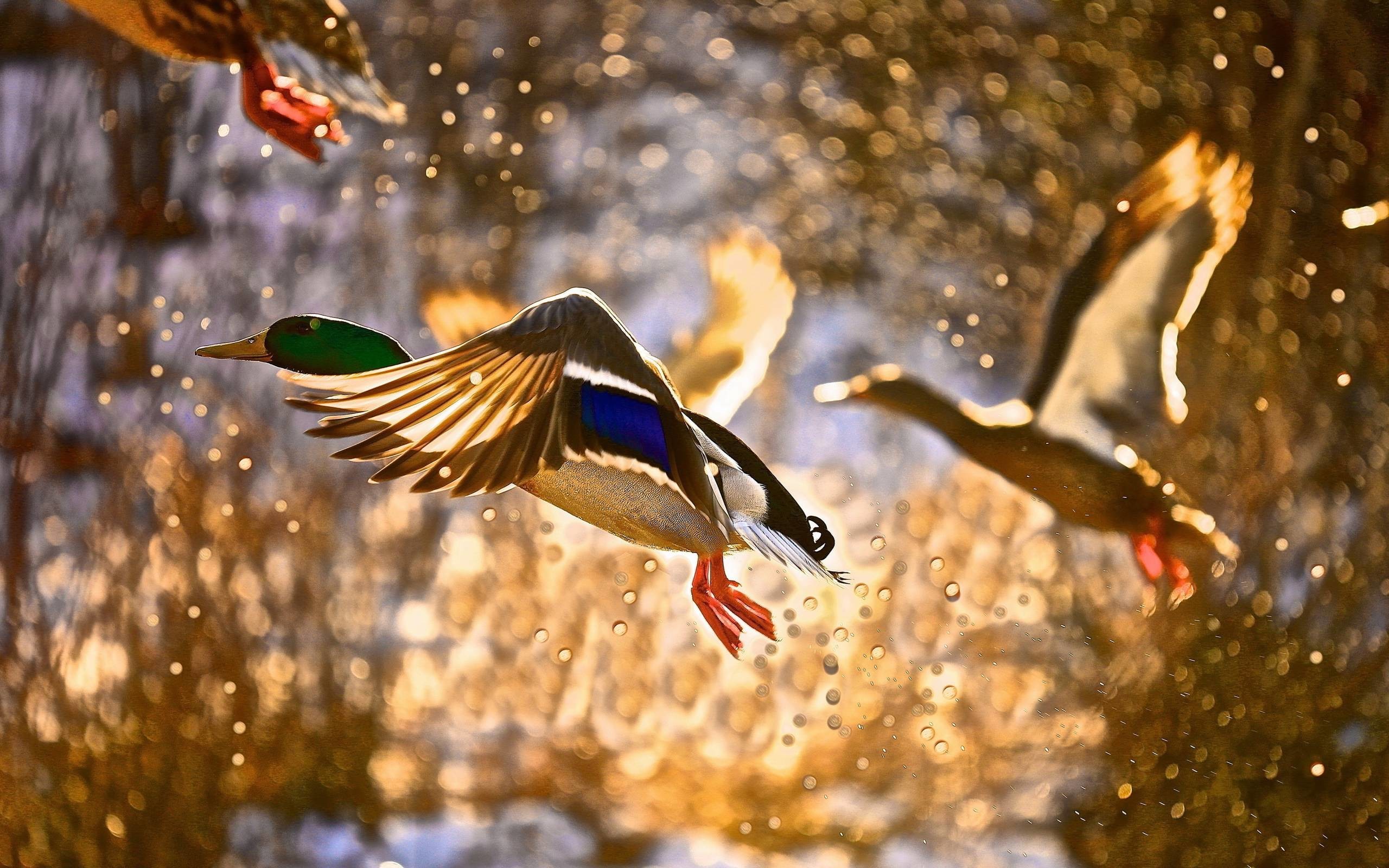 Mallard Duck Wallpaper ·① WallpaperTag