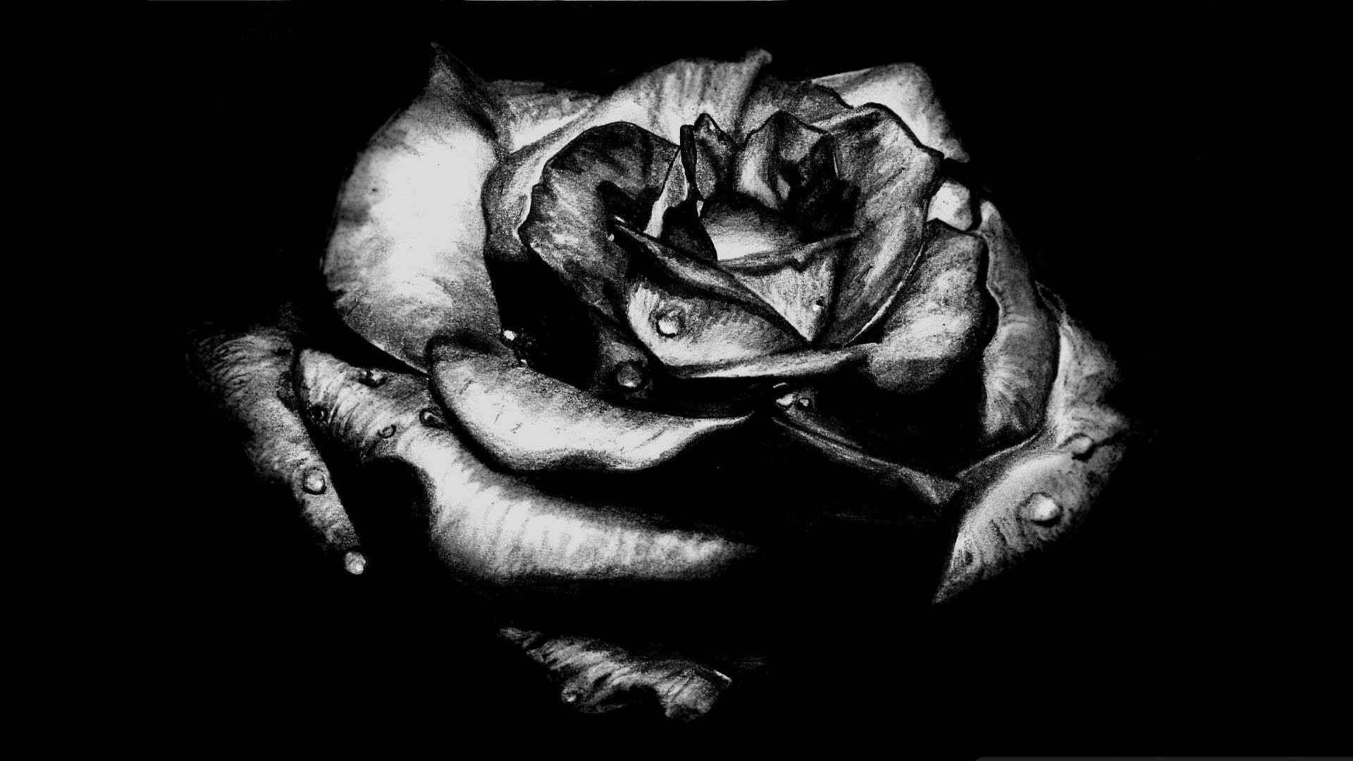 Black And White Rose Wallpaper ① Wallpapertag