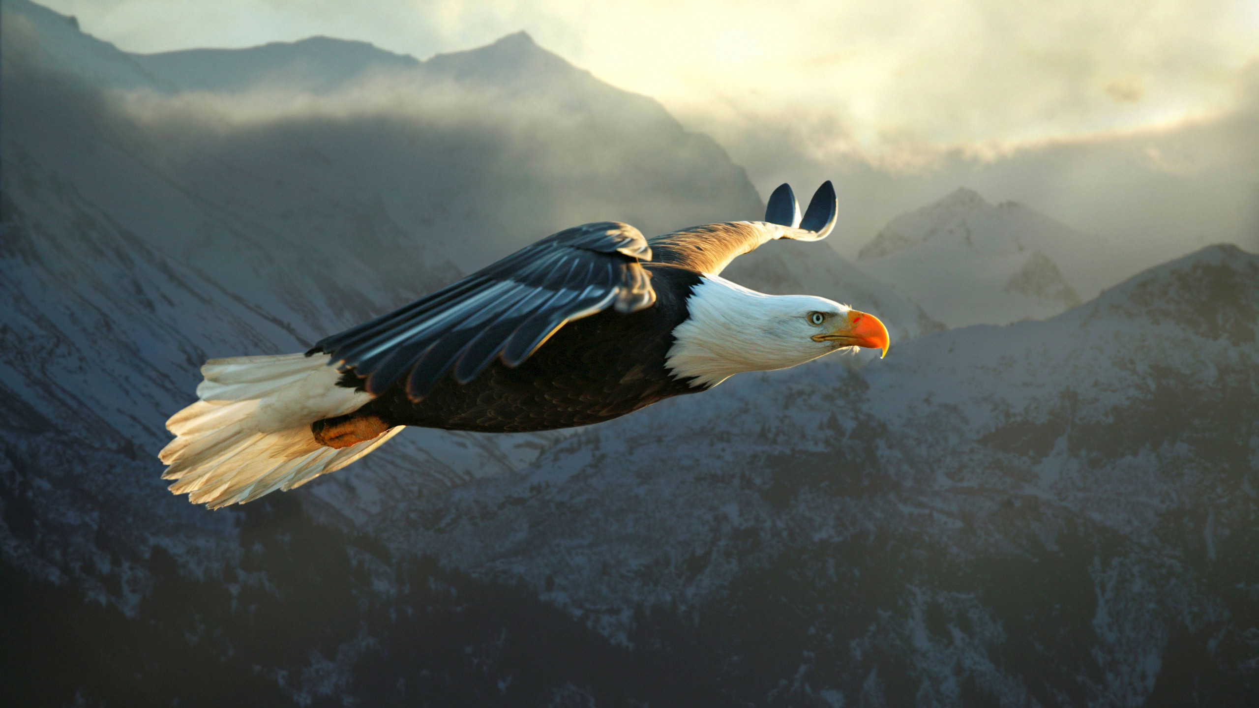 Bald Eagle Desktop Wallpaper ①