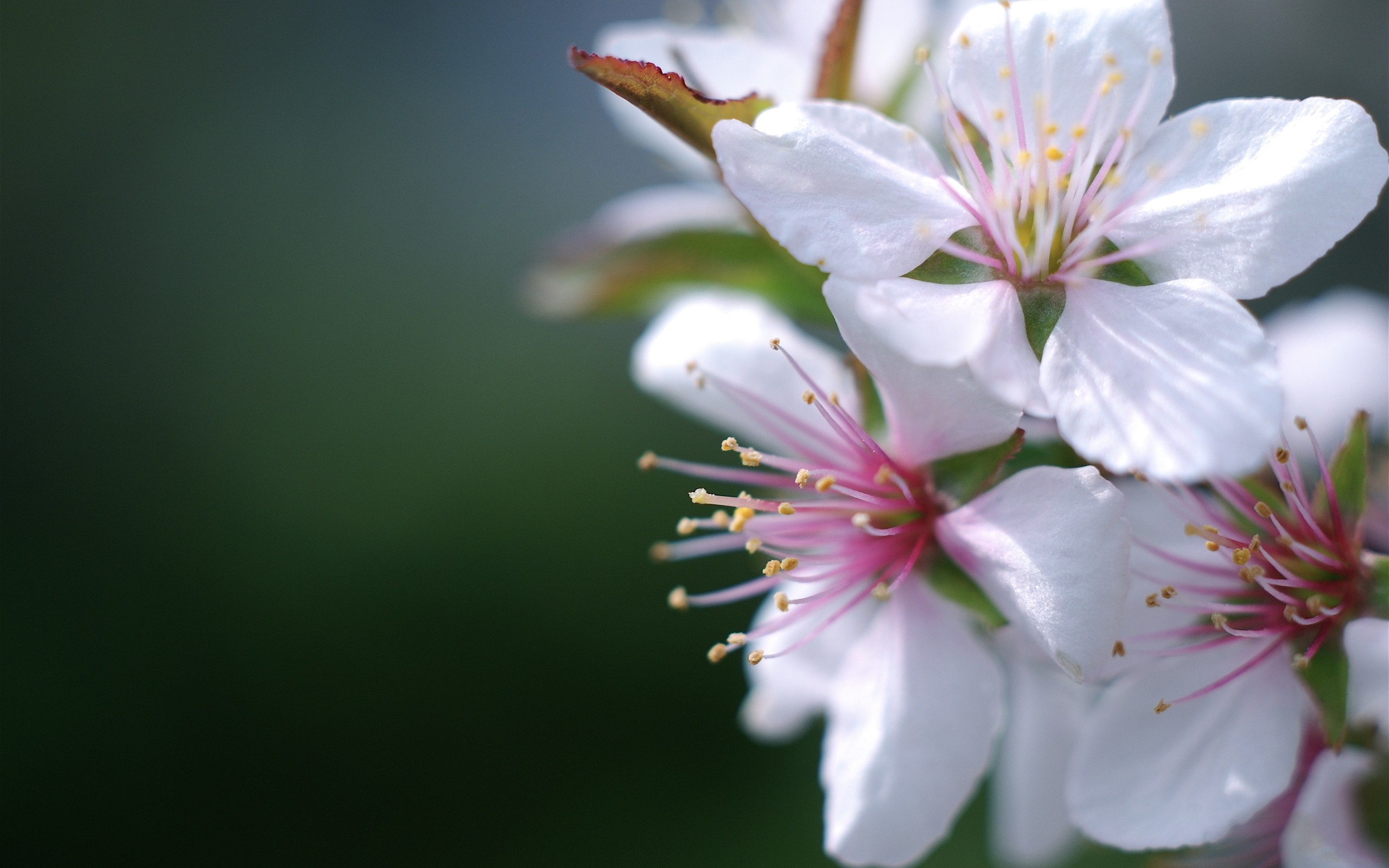 Apple Blossom Wallpapers - Wallpaper Cave