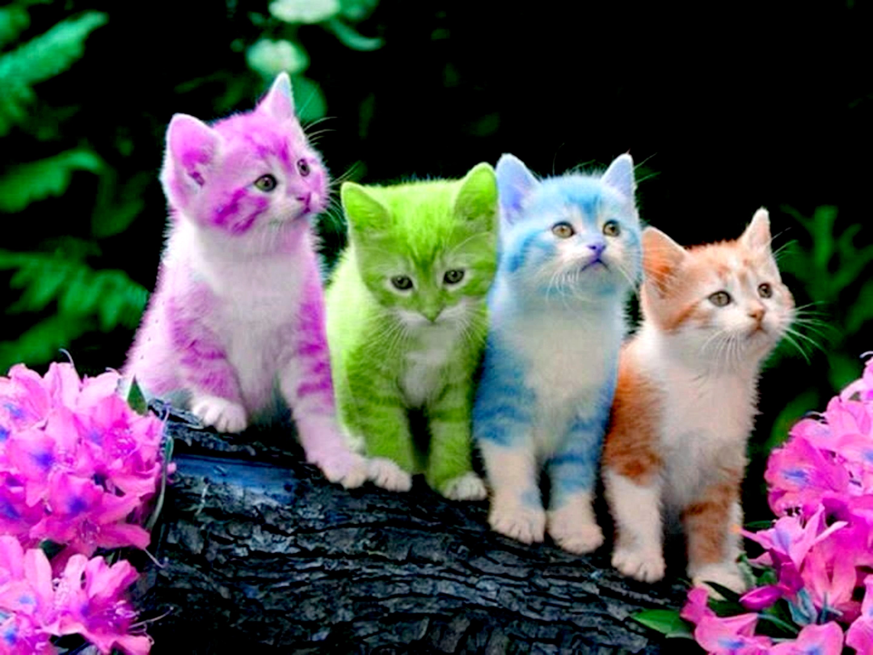Cute Kitten Wallpapers WallpaperTag