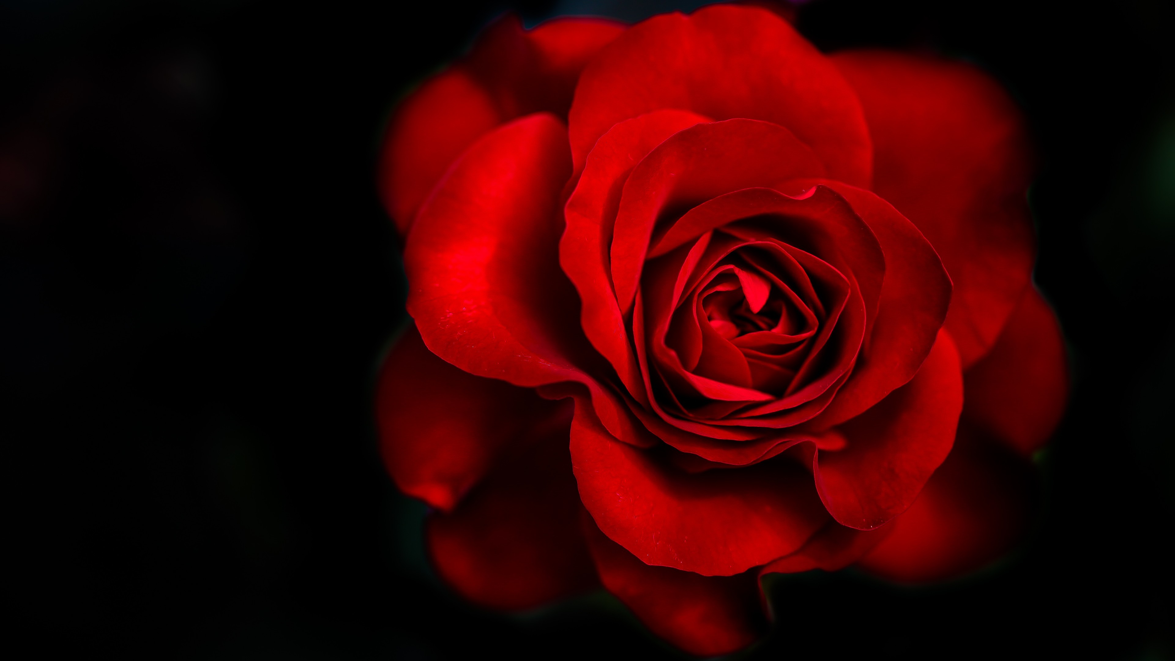 Aesthetic Black And Red Rose Wallpaper Flower backrounds aesthetic wallpaper red roses and. aesthetic black and red rose wallpaper