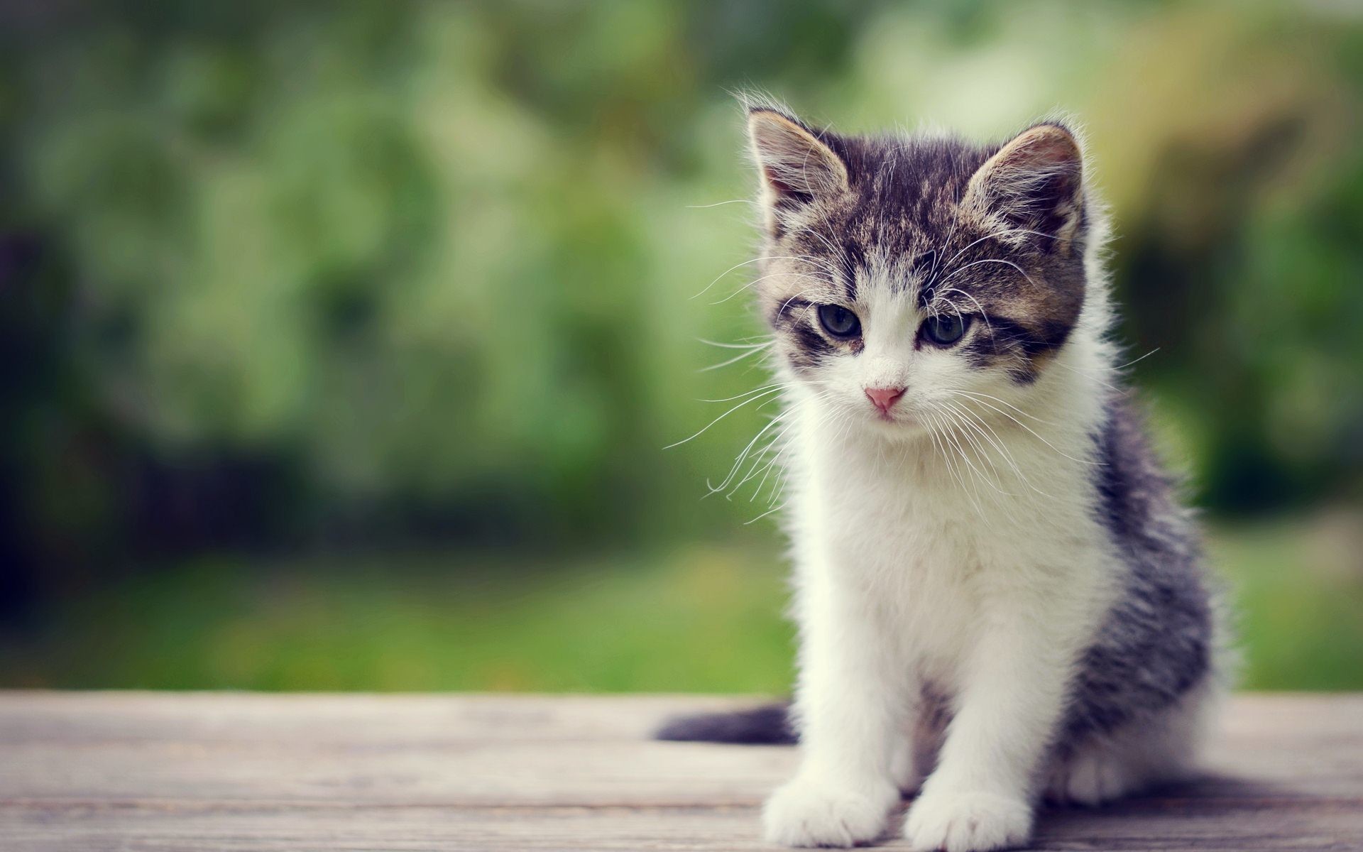 Cute Kitten Wallpapers WallpaperTag