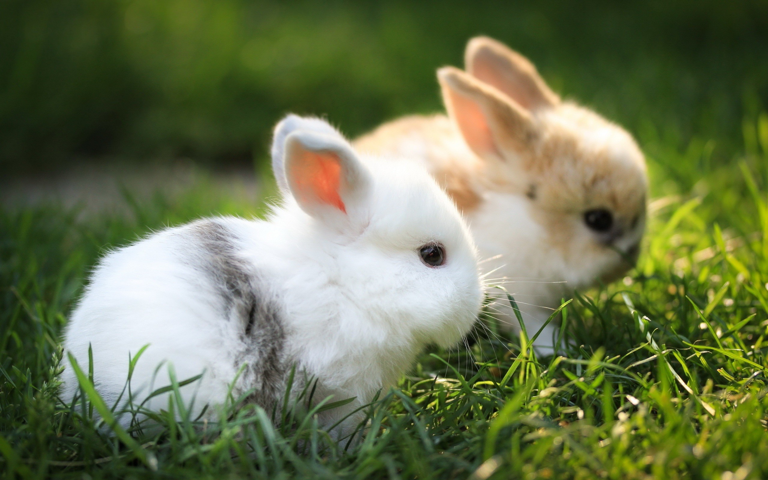 Маленькие кролики фото