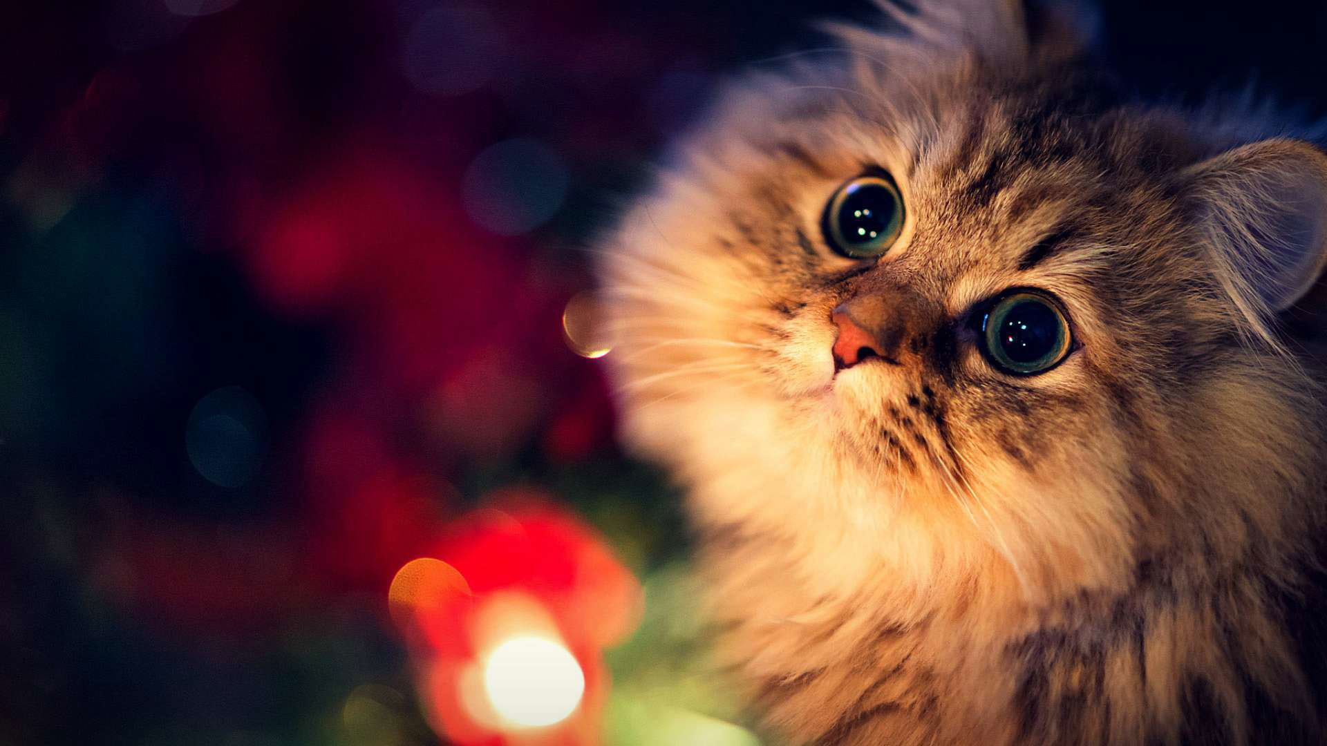 Christmas Cat Wallpaper ·① WallpaperTag