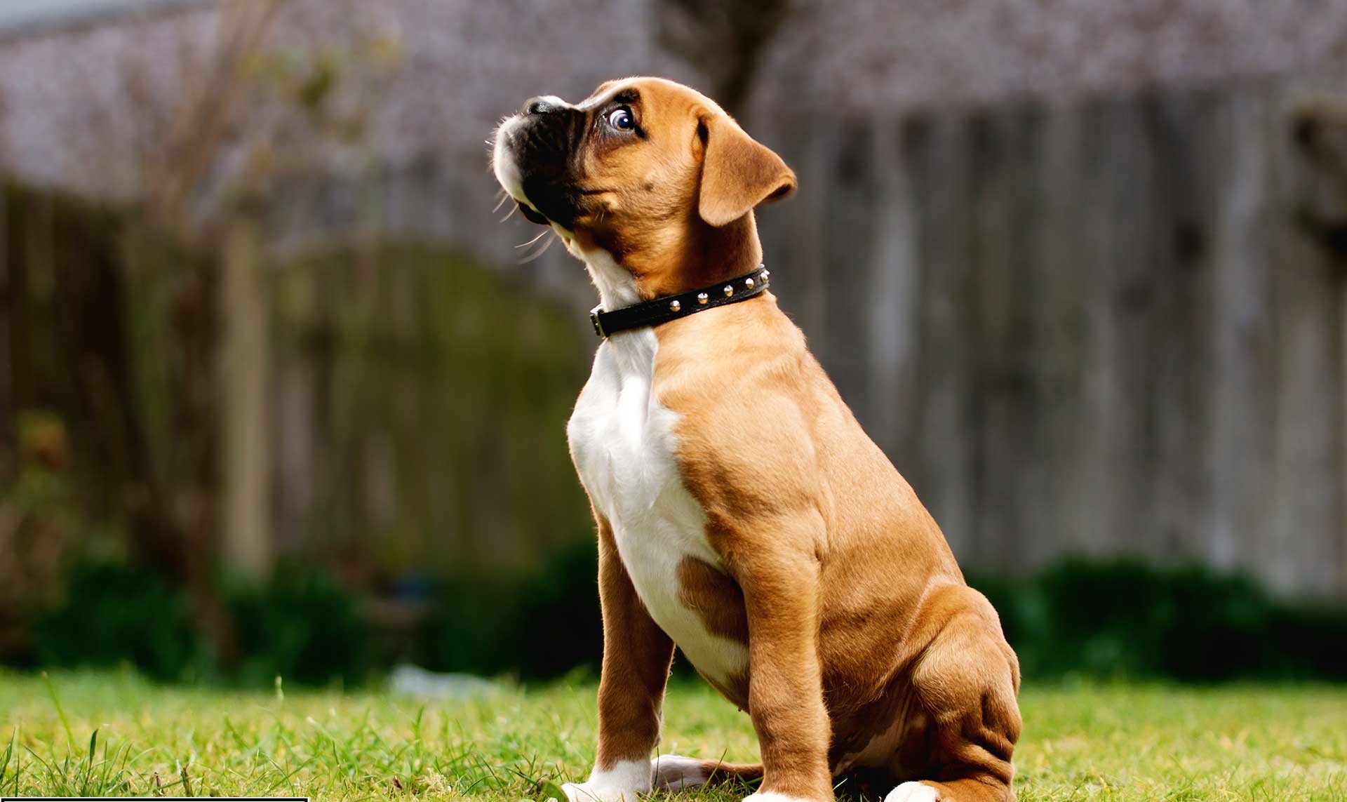 boxer dog pictures