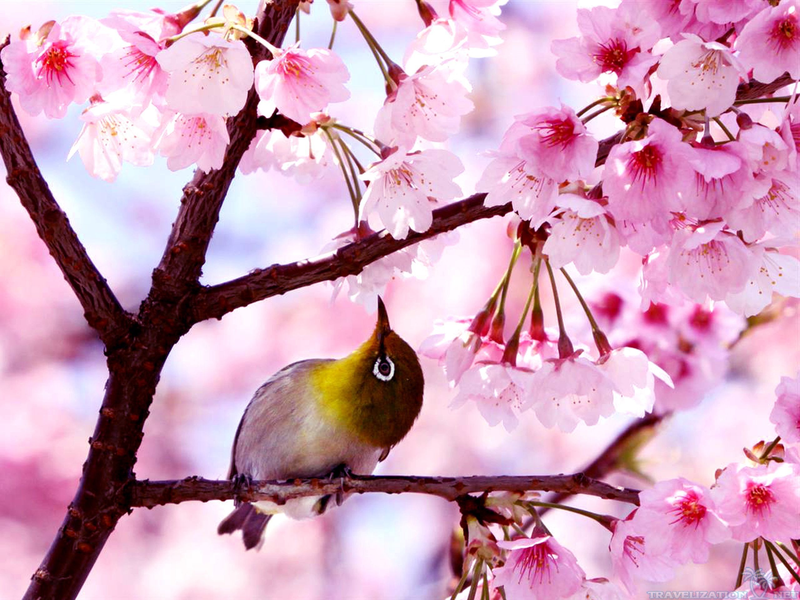 Приход весны птицы. Птицы на Сакуре. Весенние птички. Весенняя красота.