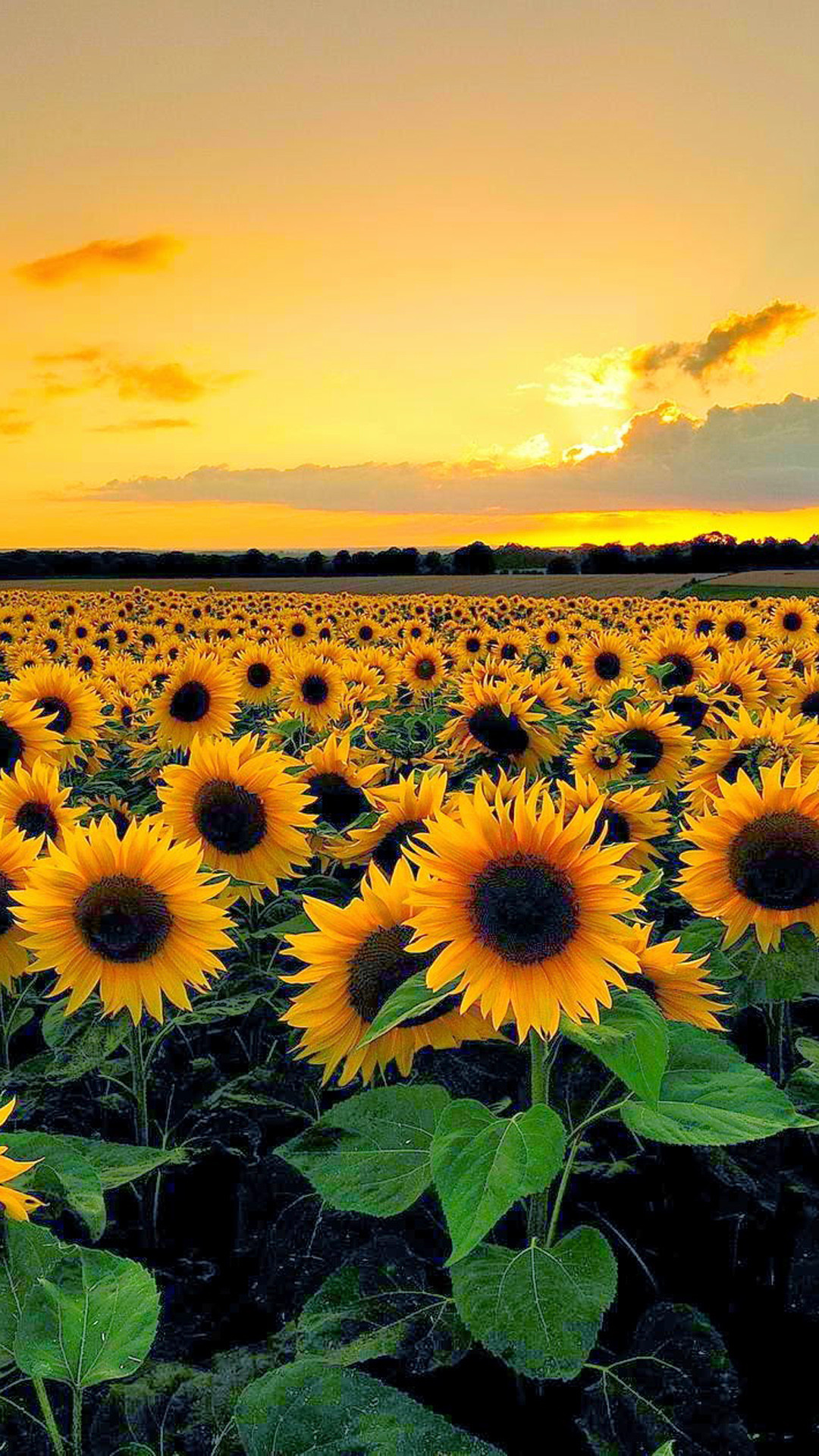 Sunflowers Wallpaper ·① WallpaperTag