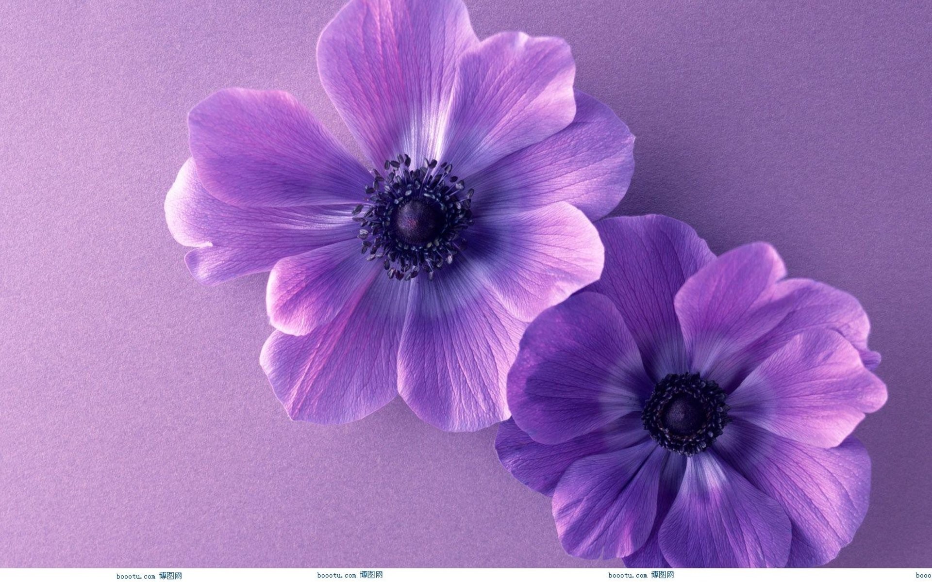  Cute  Purple Background    WallpaperTag