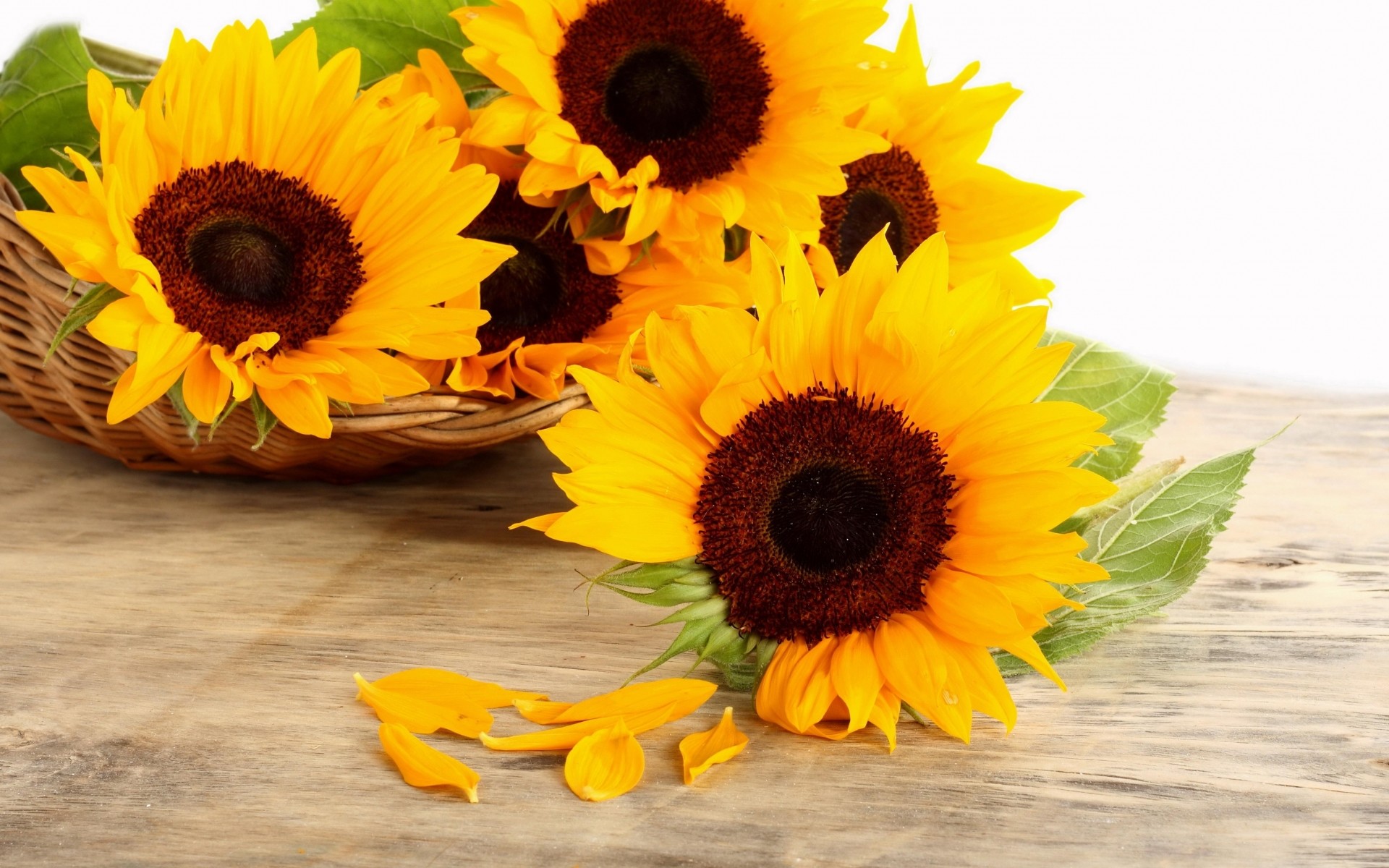 SuNFLower Desktop Wallpaper ·① WallpaperTag