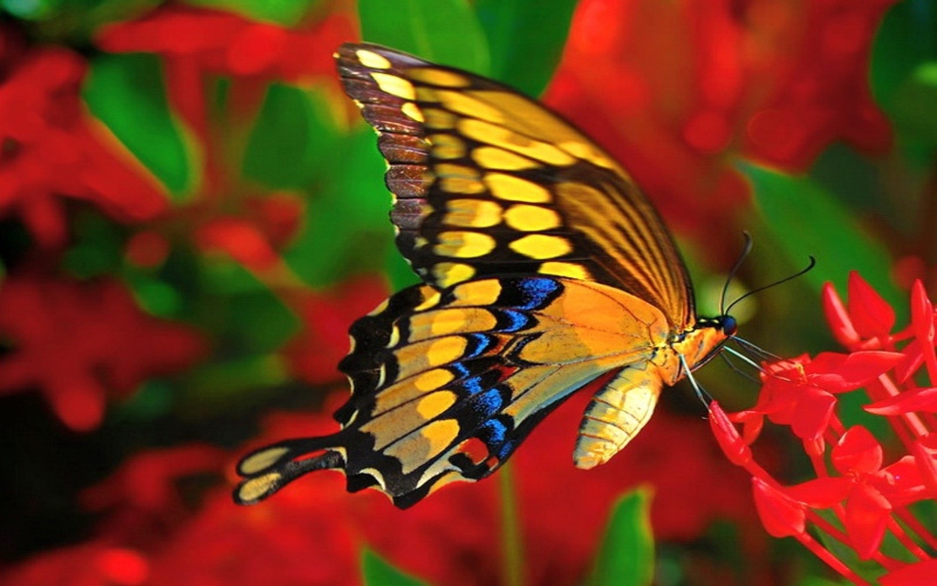  Cute  Butterfly  Wallpapers    WallpaperTag