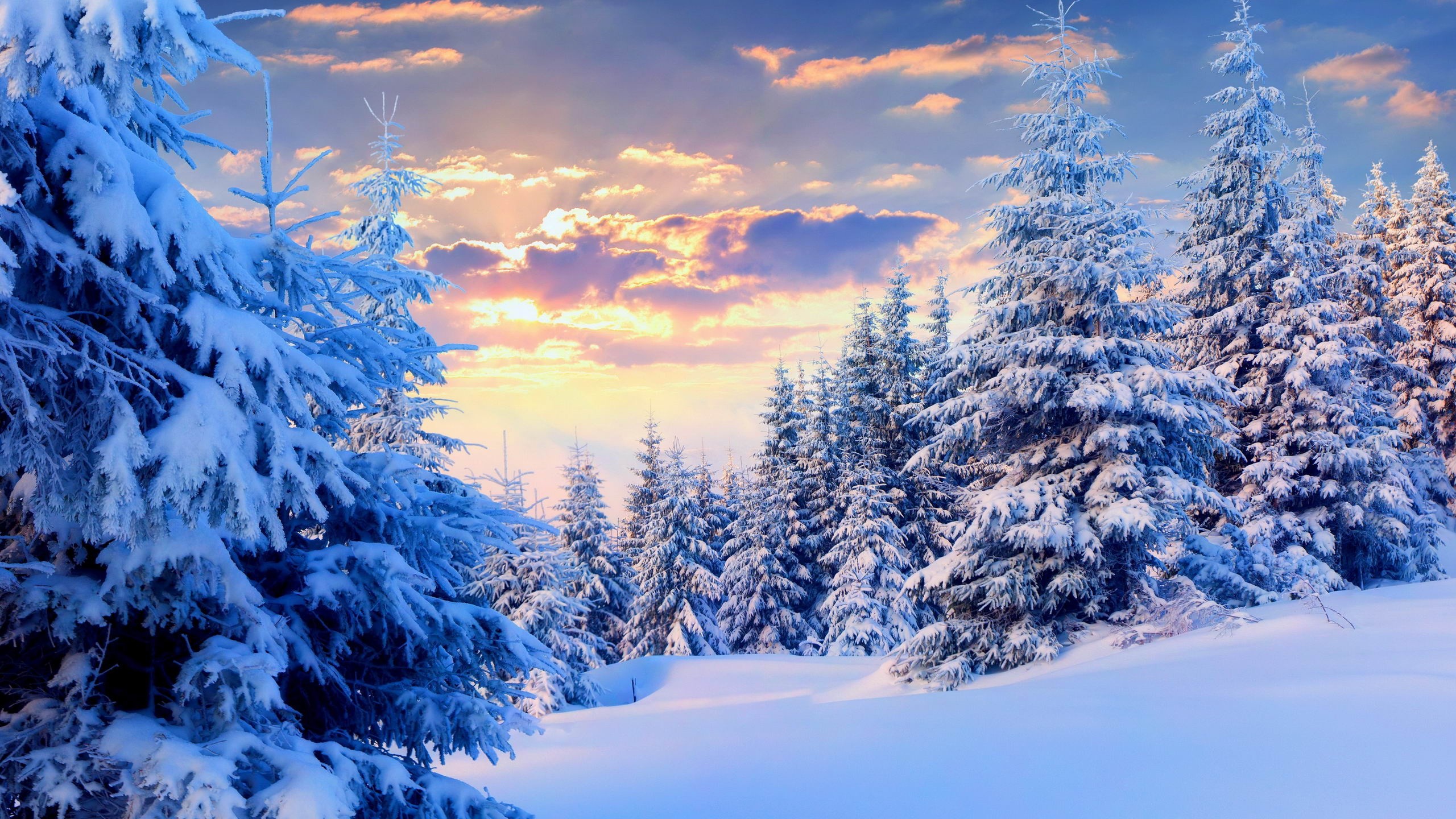 Snow Forest Wallpaper ·① Wallpapertag