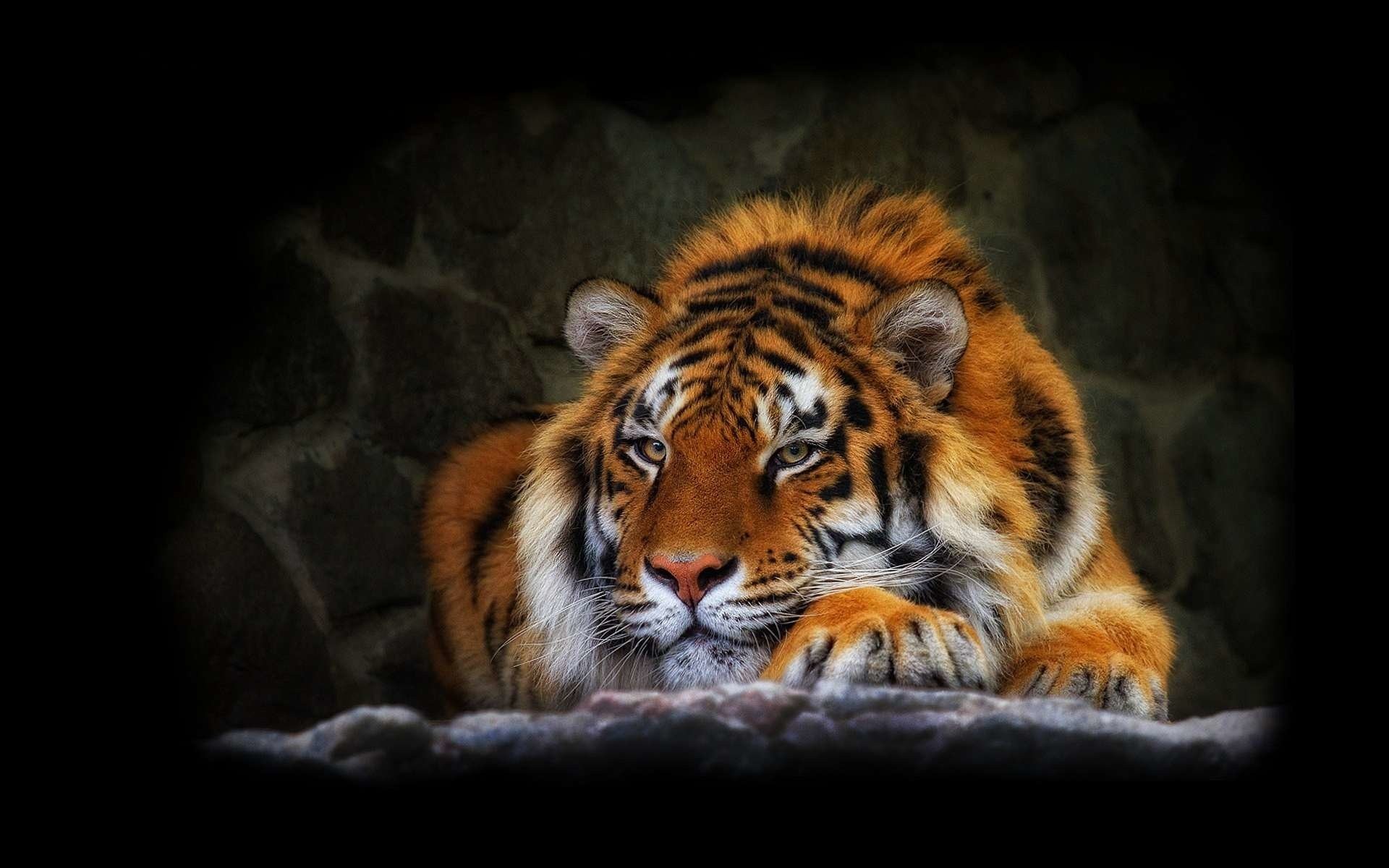  Tiger  background   Download free beautiful full HD  