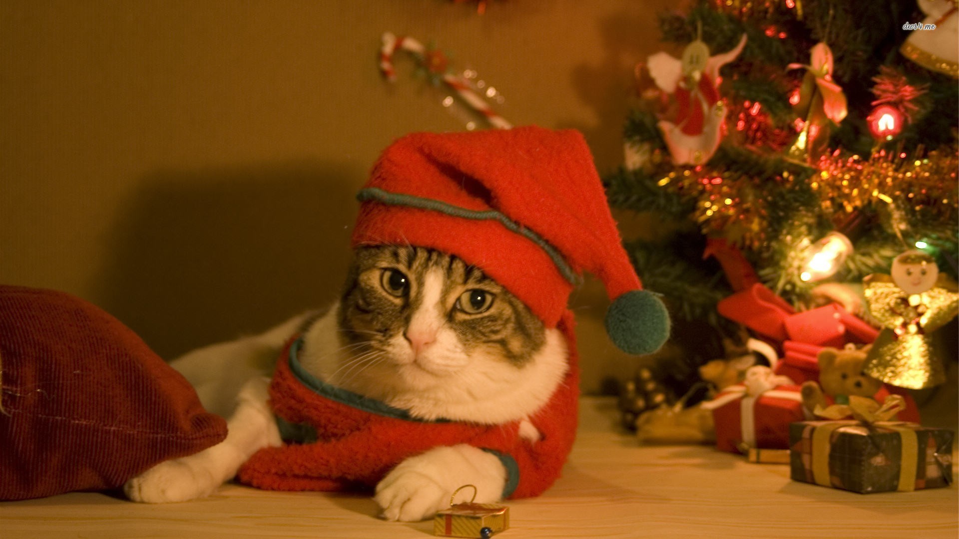 Christmas Cat Wallpaper ·① WallpaperTag