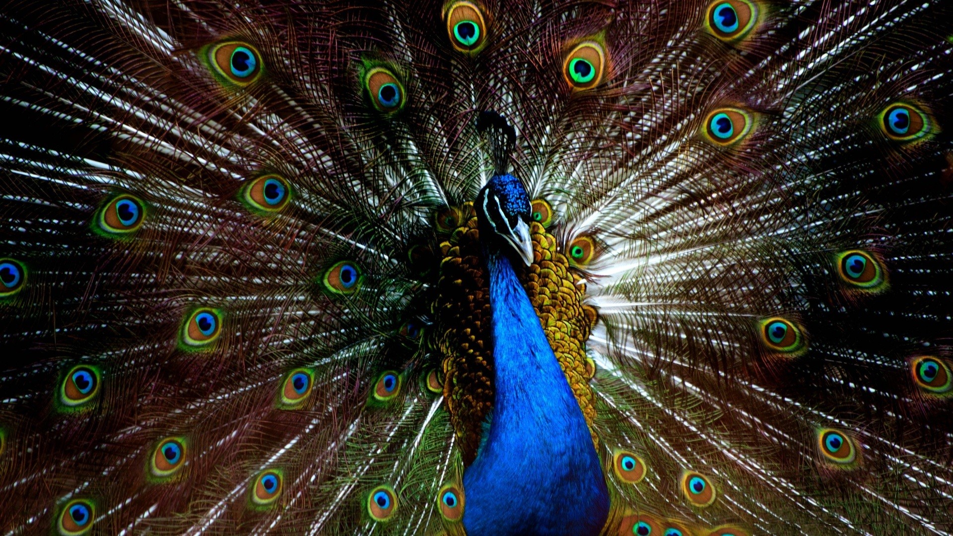 Wallpapers of Peacock Feathers HD 2018 ·① WallpaperTag