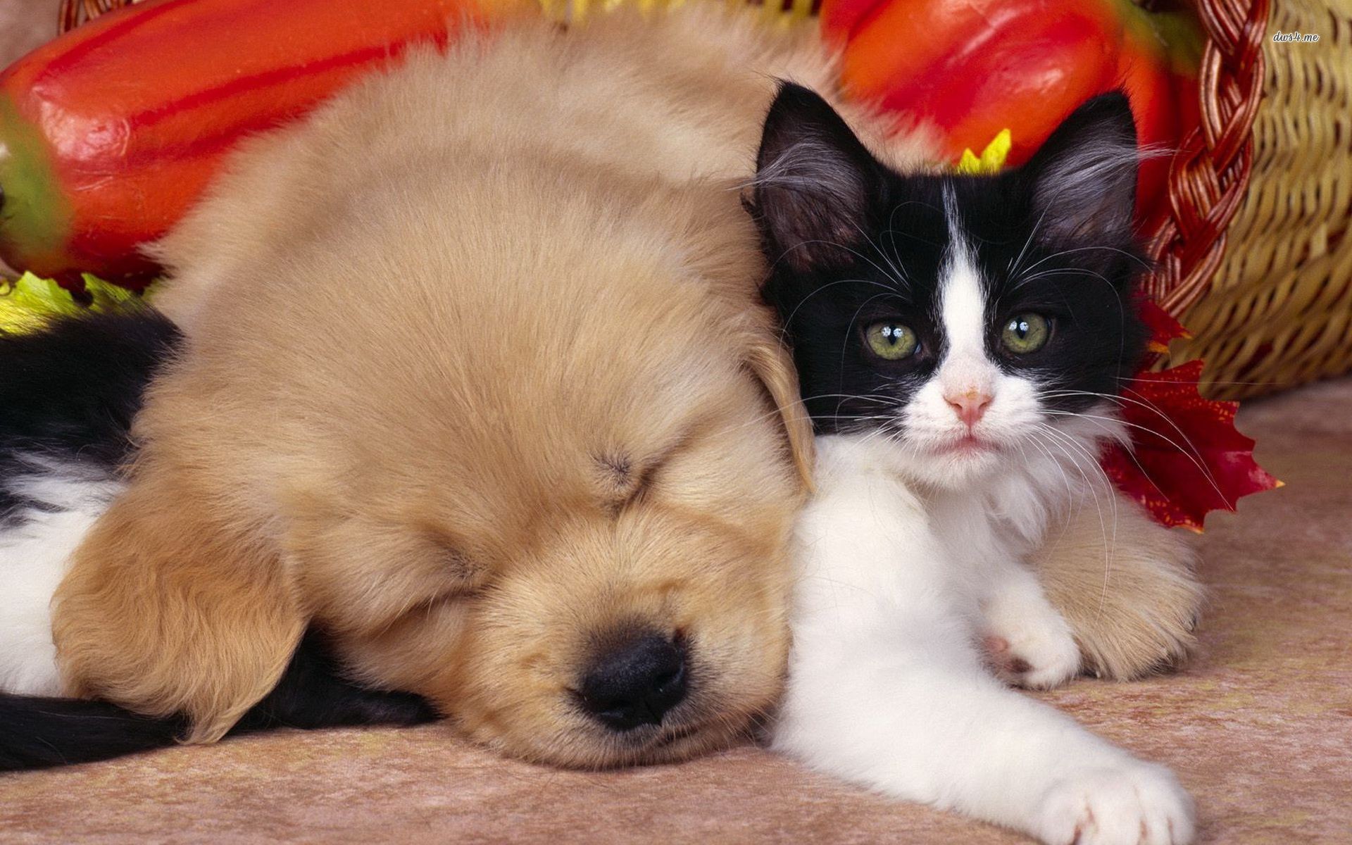 Cats and Dogs Wallpaper ·① WallpaperTag
