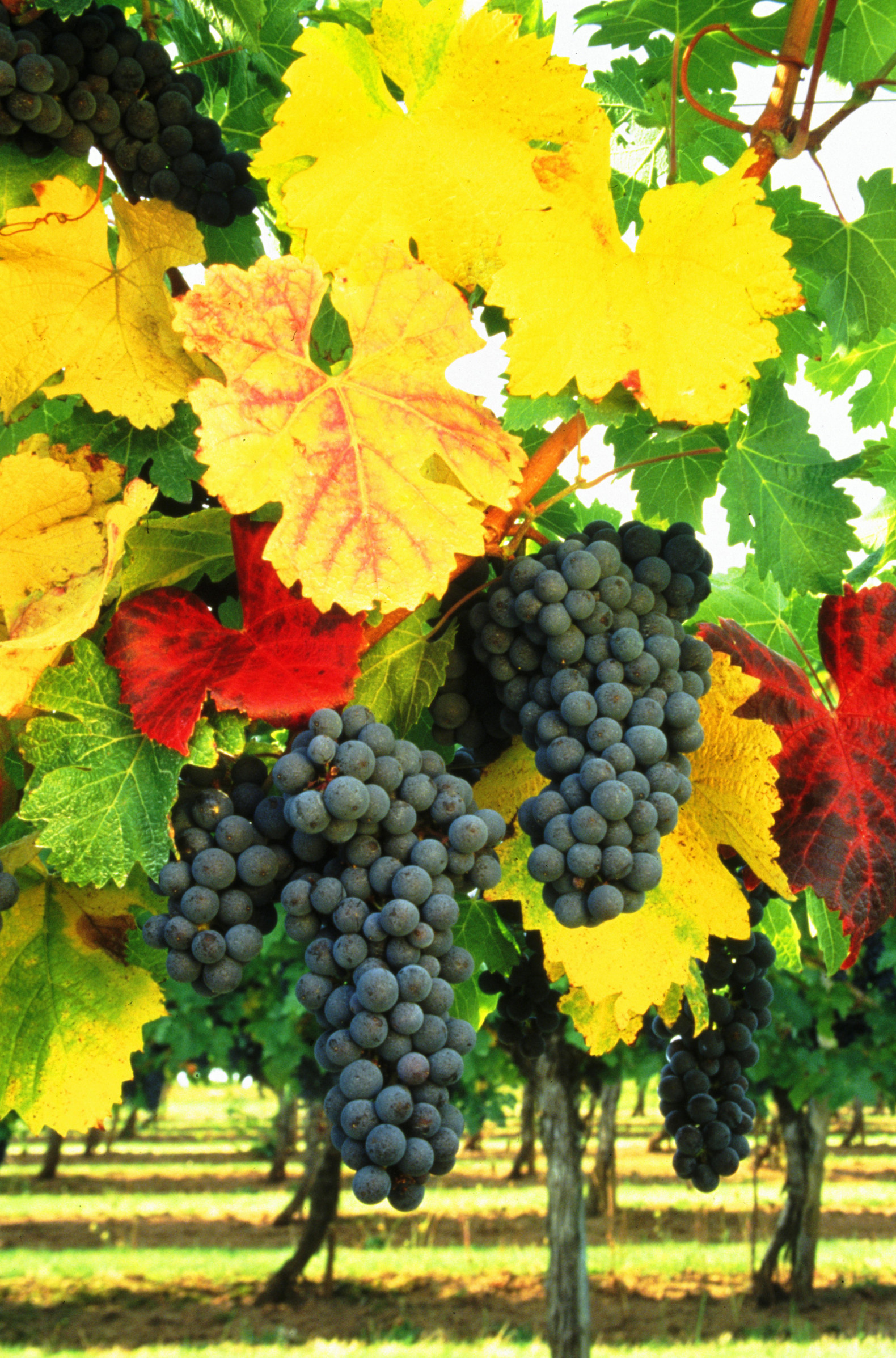 Картинки осень виноград. Виноградник. Осенний виноград. Виноградники осенью. Урожай винограда.