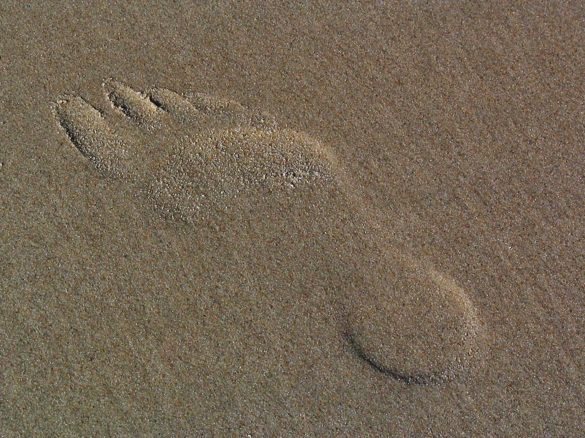 Текст следы на песке. Следы на песке. Песок пляж текстура. Следы на пляже. След фото.