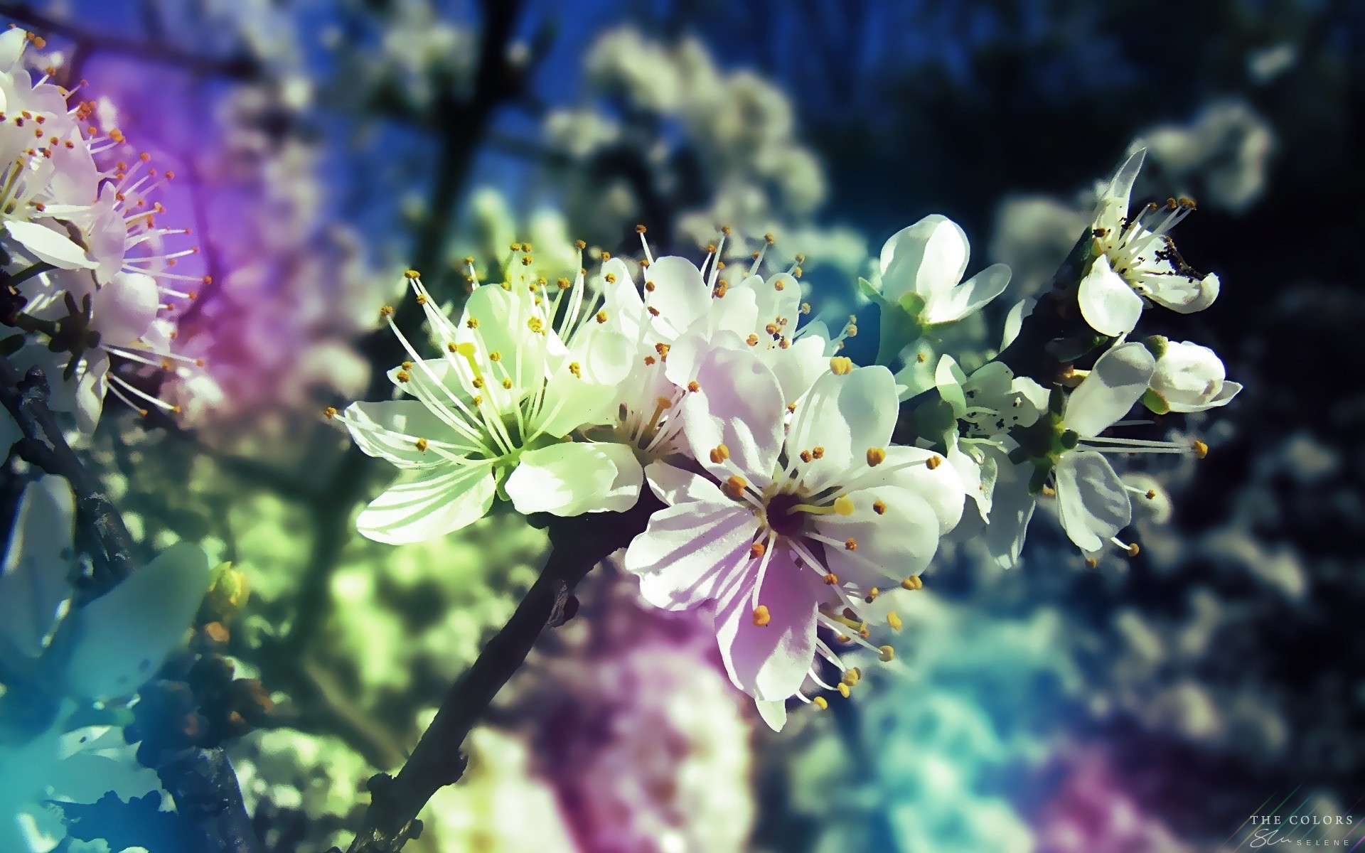 44+ Spring wallpapers ·① Download free HD wallpapers for desktop and ...