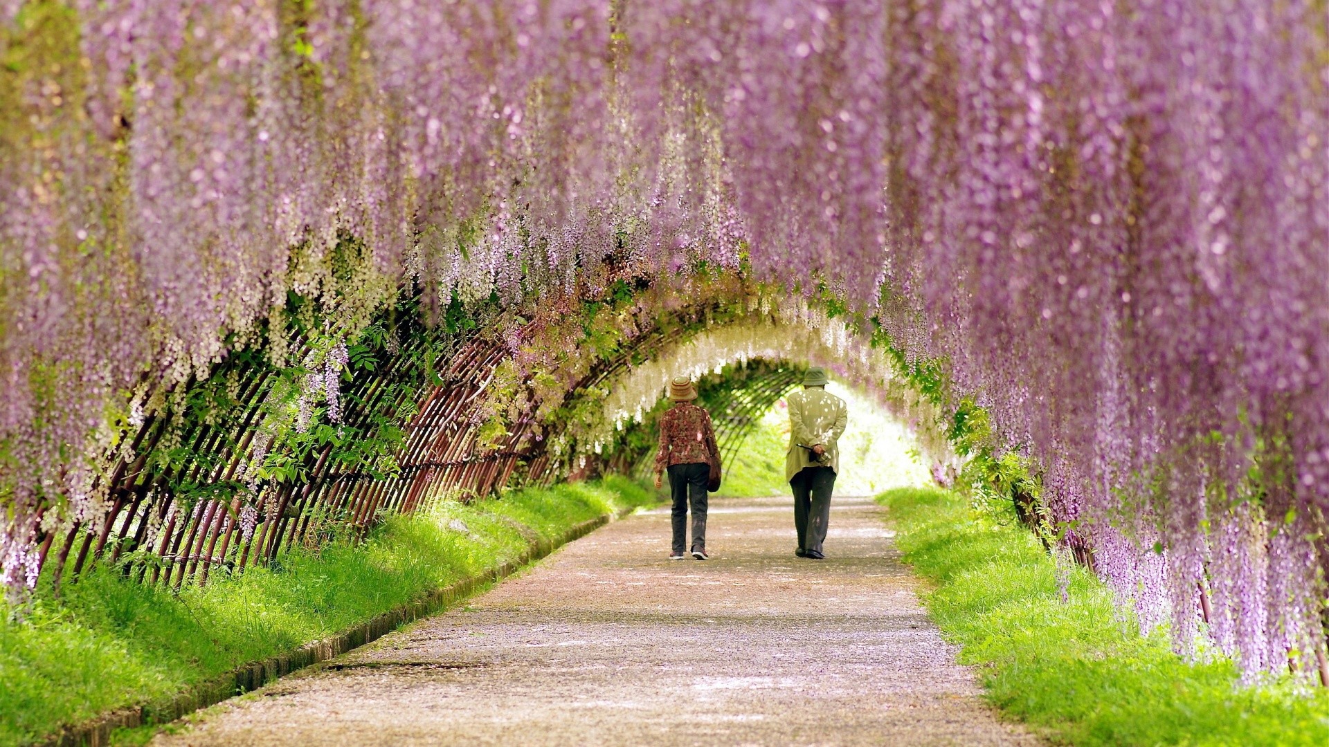 Wisteria tunnel, Purple flowers, Walking path, Arbor, People walking, Widescreen Full HD wallpaper