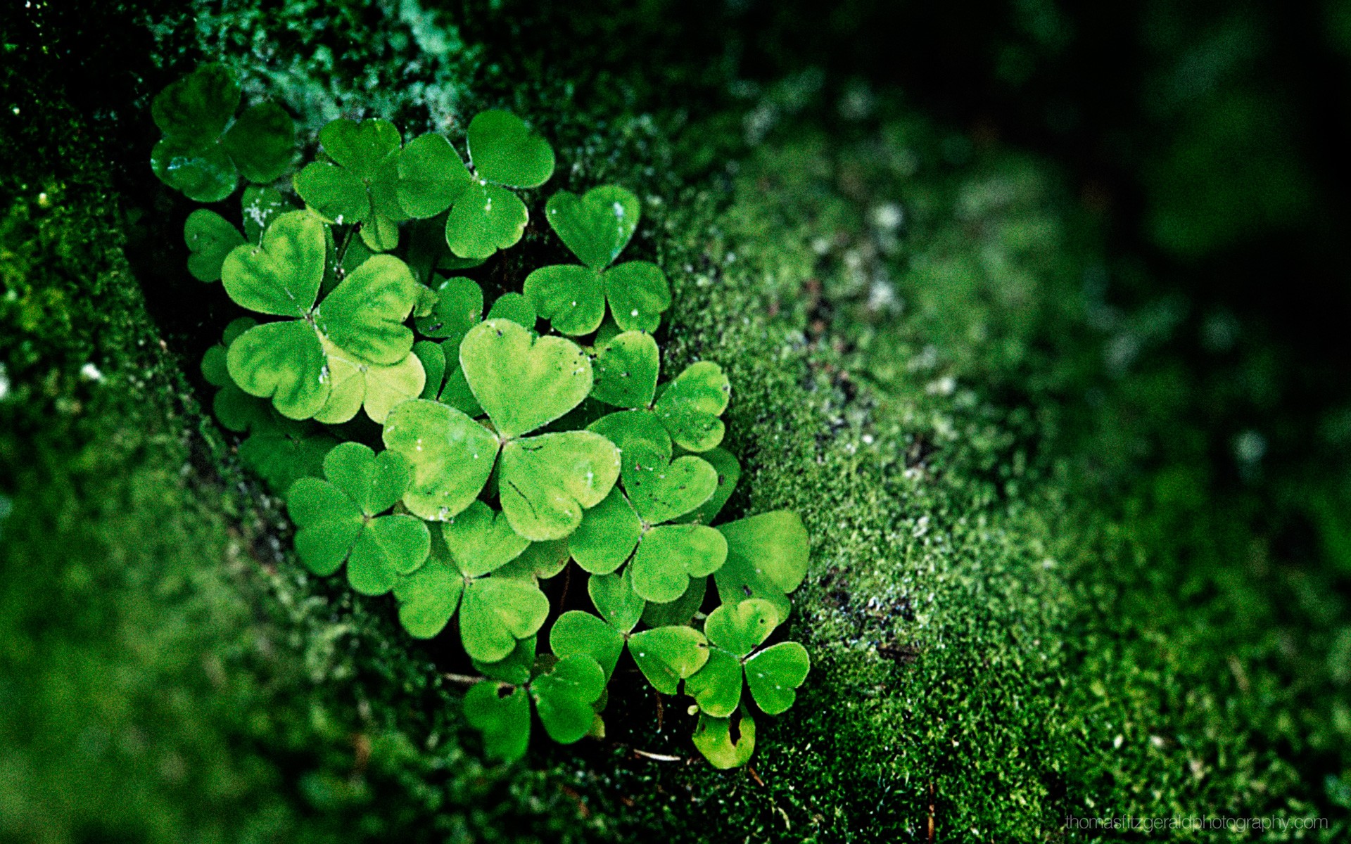 Shamrock background ·① Download free awesome HD wallpapers for desktop, mobile, laptop in any