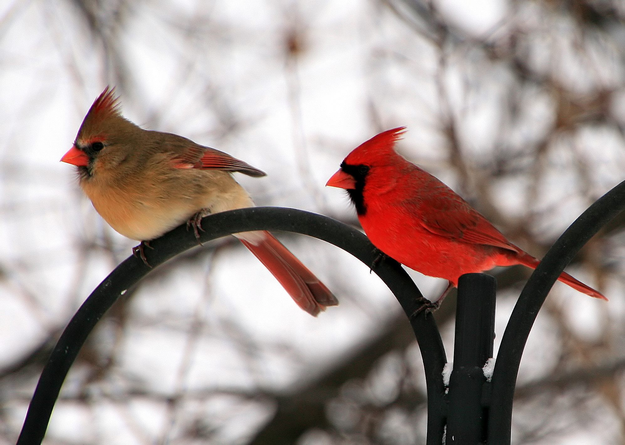 Cardinal Bird Wallpaper ·① WallpaperTag