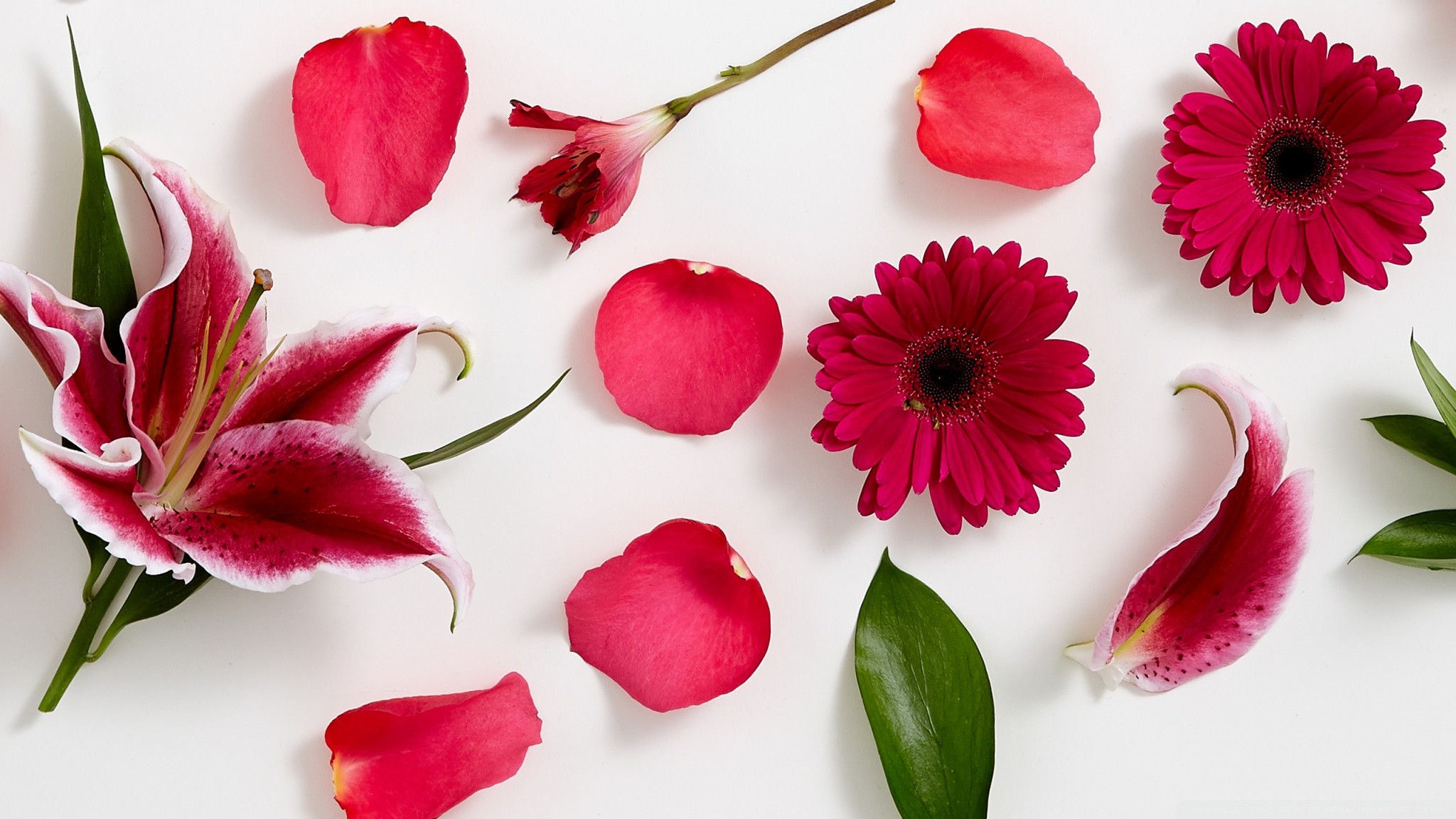 Stargazer Lily Wallpaper ·① WallpaperTag