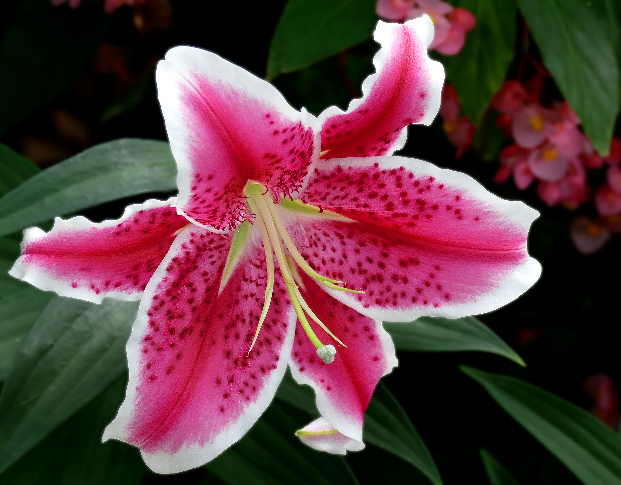 star gazer lily picture