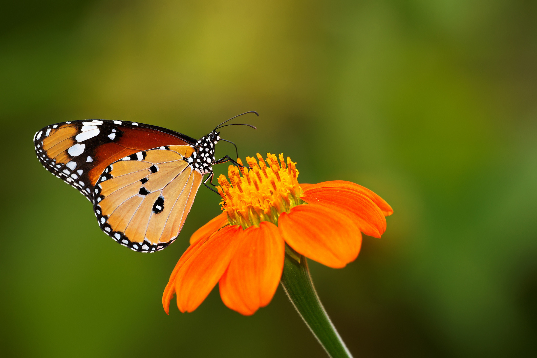 Cute Butterfly Wallpapers ·① WallpaperTag