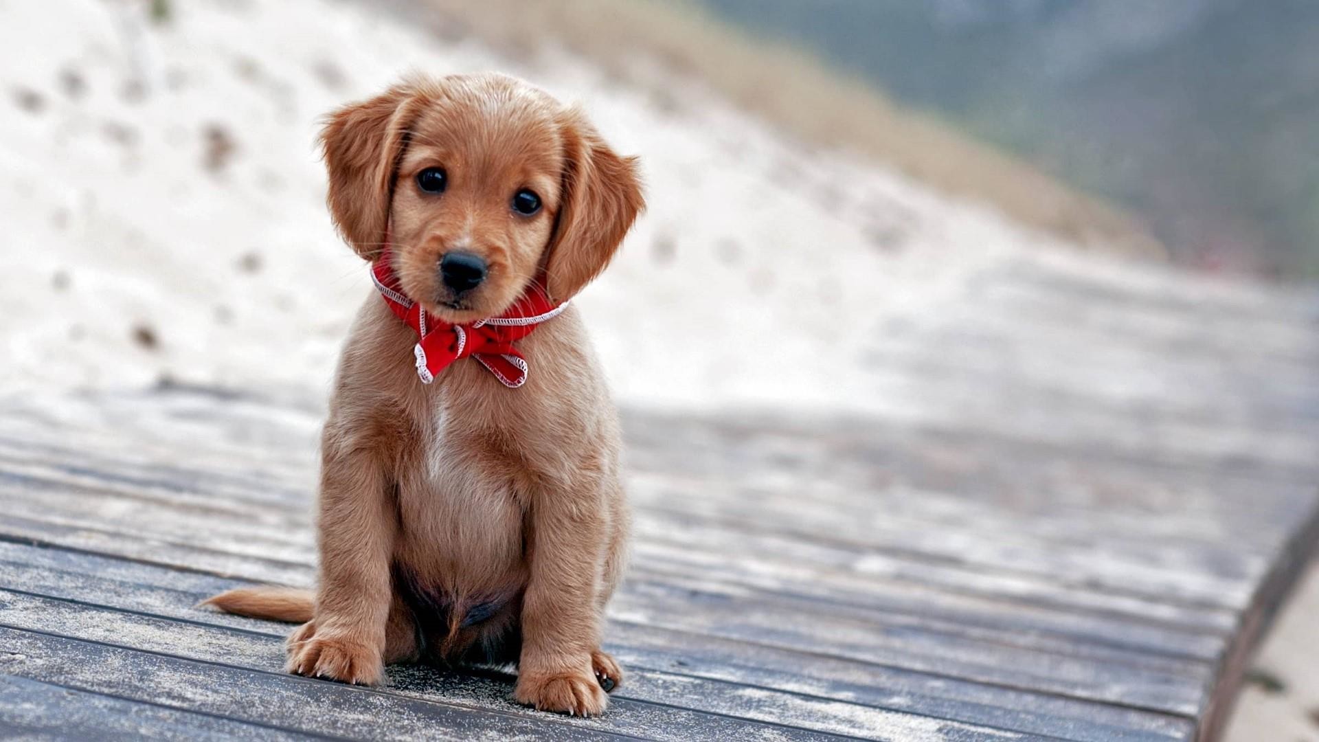  Cute  Puppy  Pictures Wallpaper    WallpaperTag