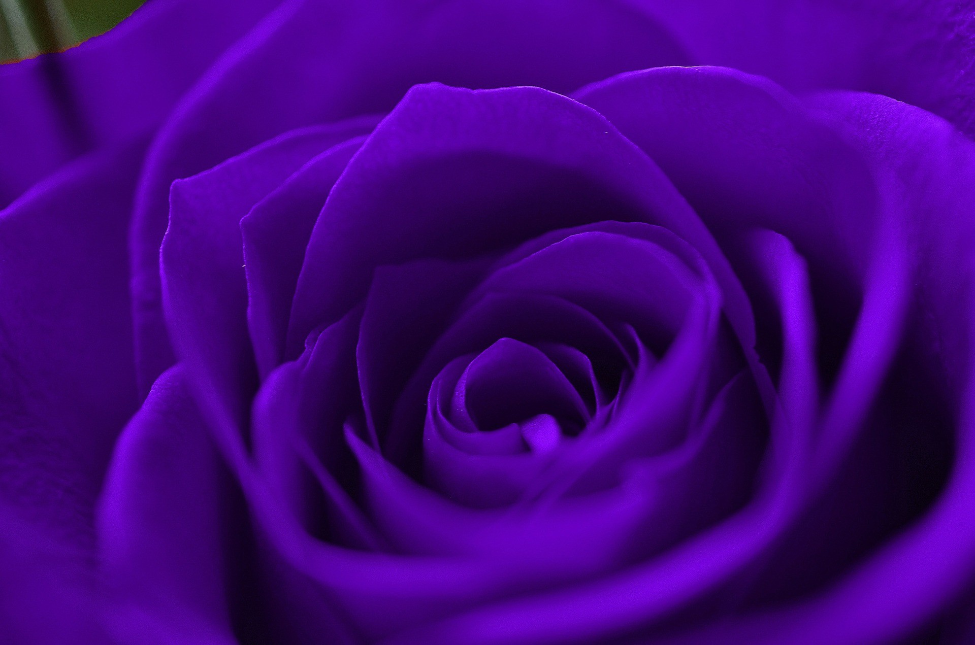 Violet Rose Wallpaper ·① WallpaperTag