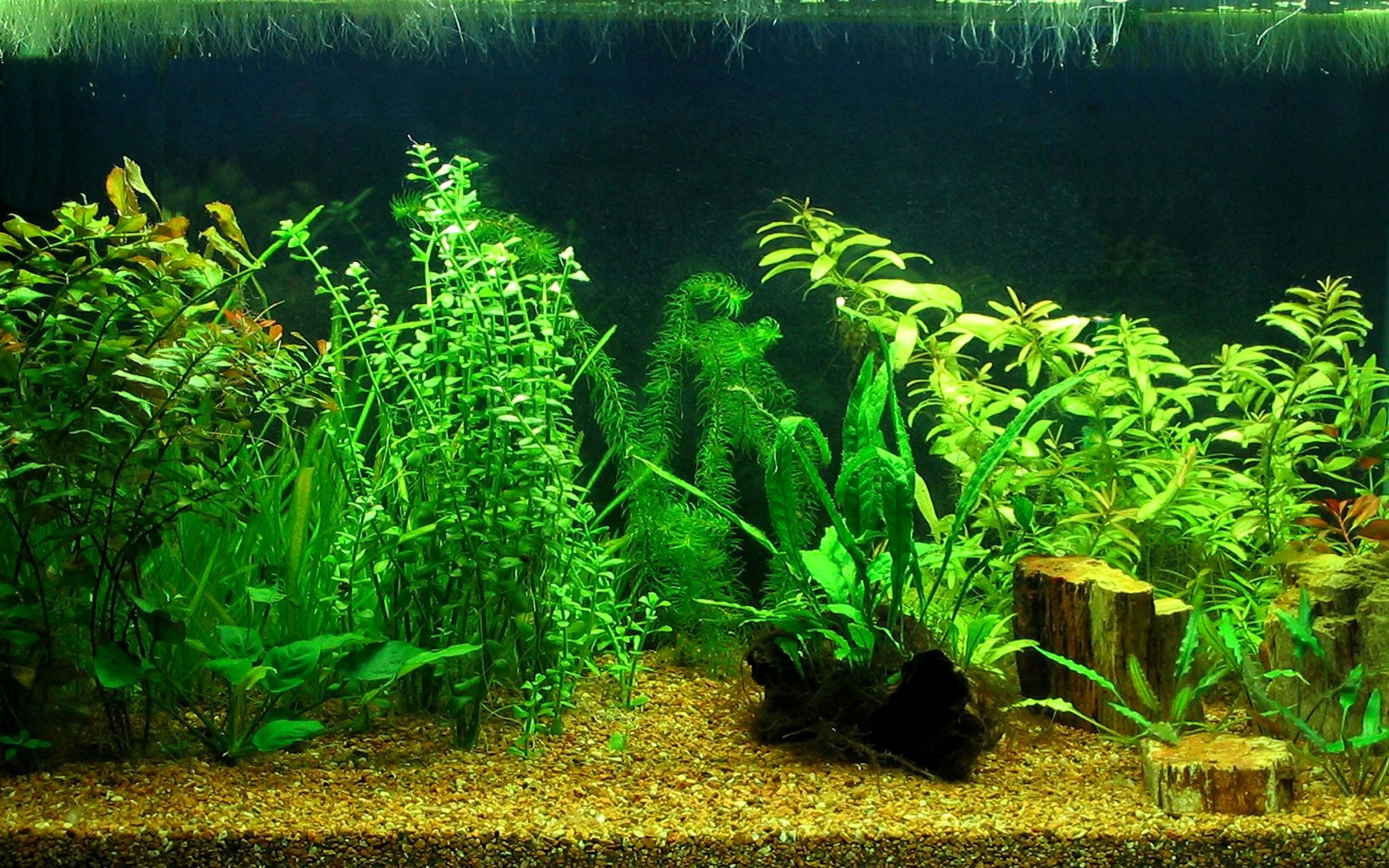 dream aquarium live wallpaper