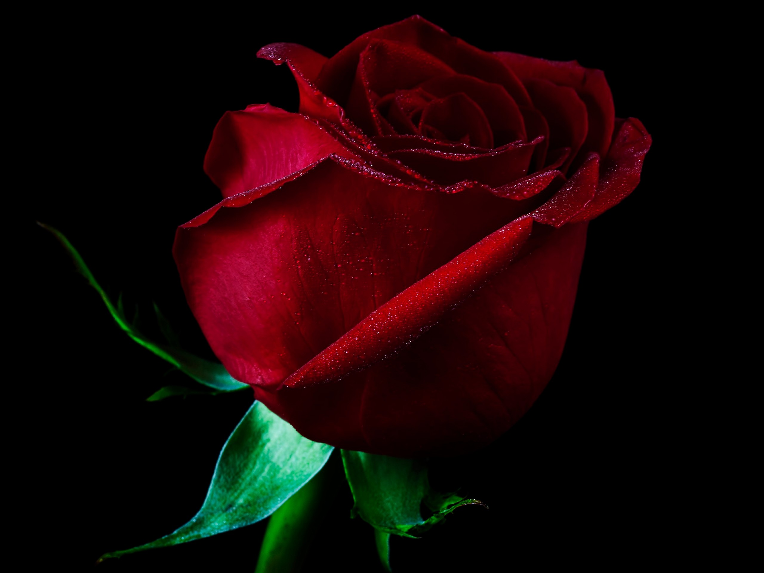 Black And Red Wallpaper Rose Red Rose With Black Backgrounds
