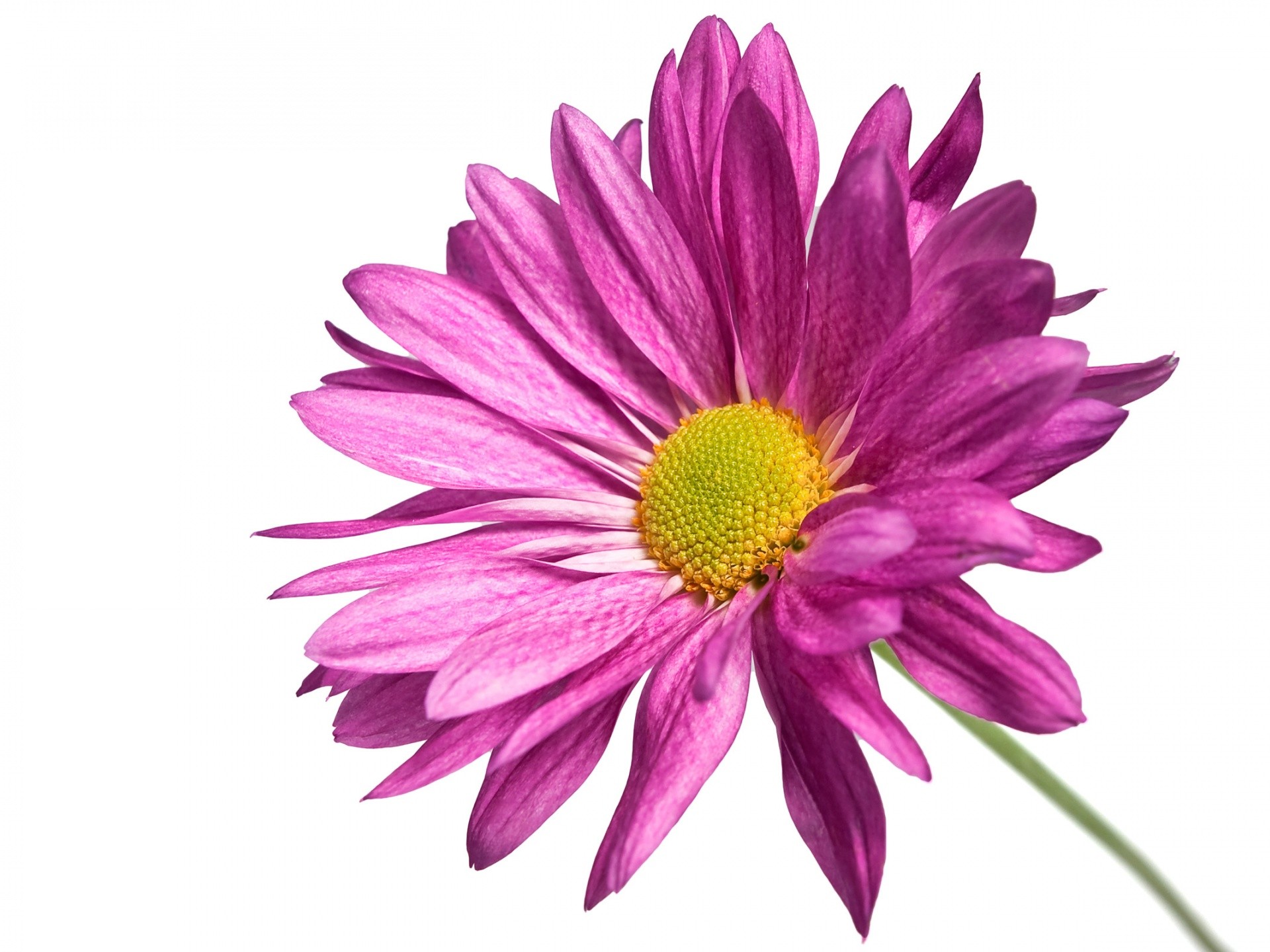 Purple Flower White Backgrounds - Wallpaper Cave