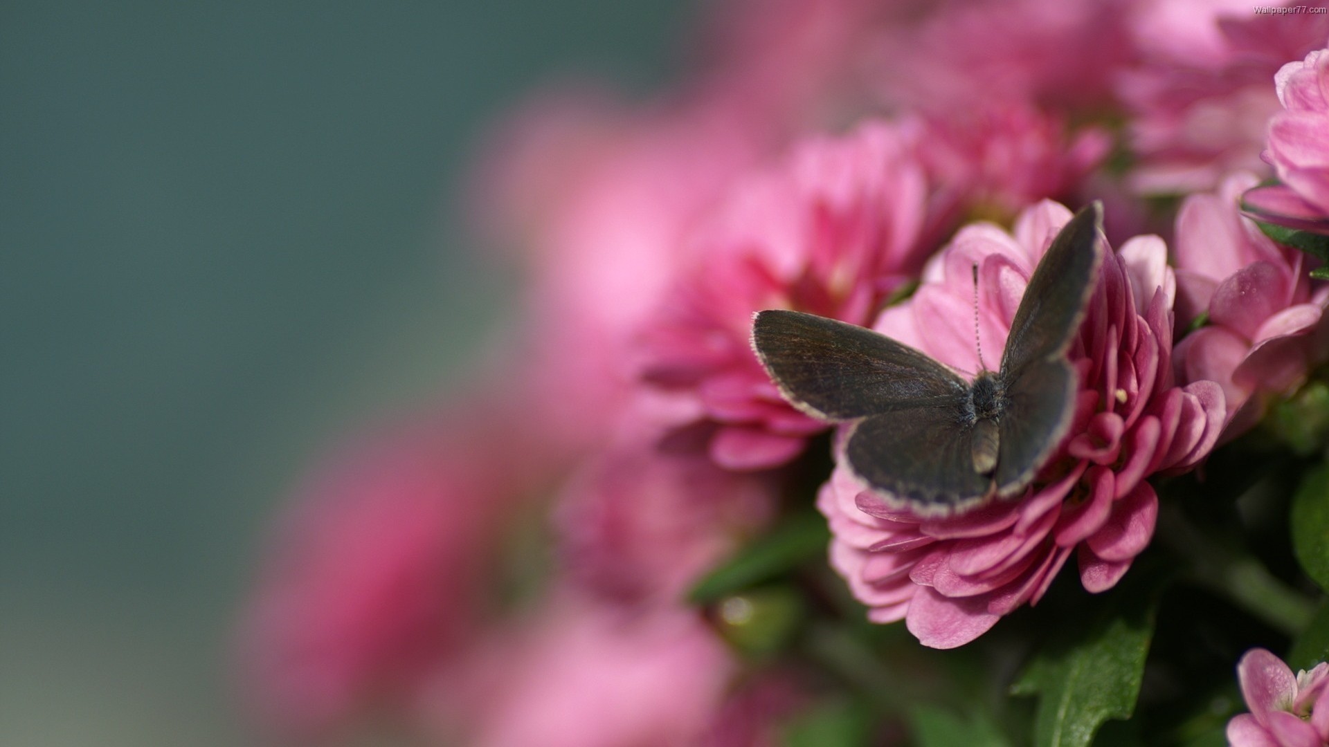 Butterfly, Pink chrysanthemum, Bokeh, 1920x1080, PC wallpaper